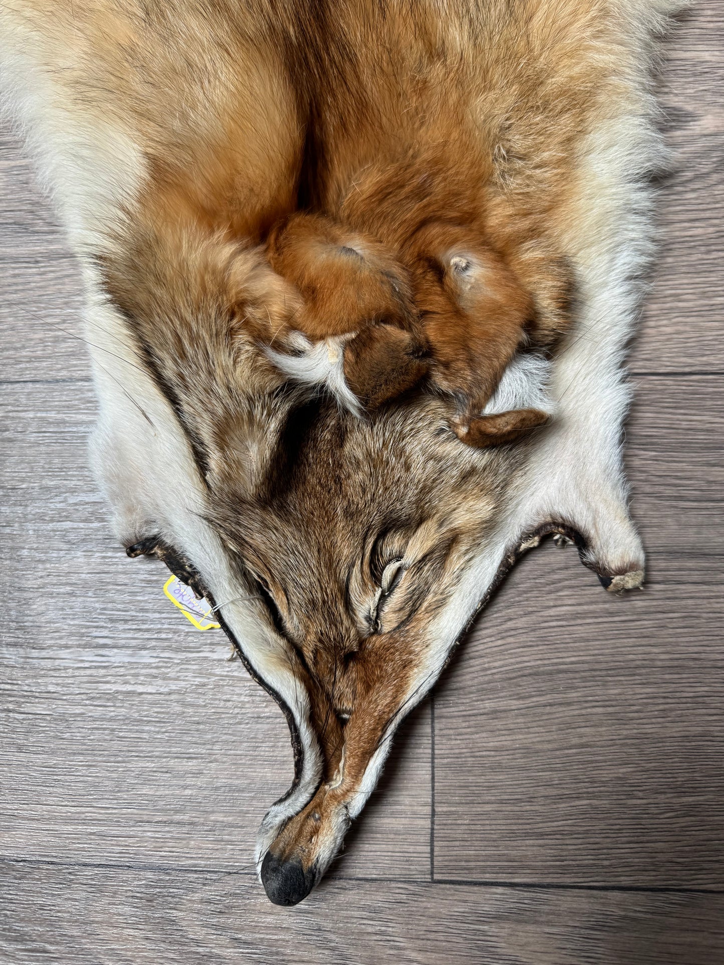 Coyote pelt (13)