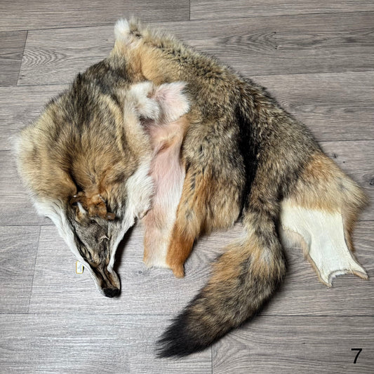 Coyote pelt (7)