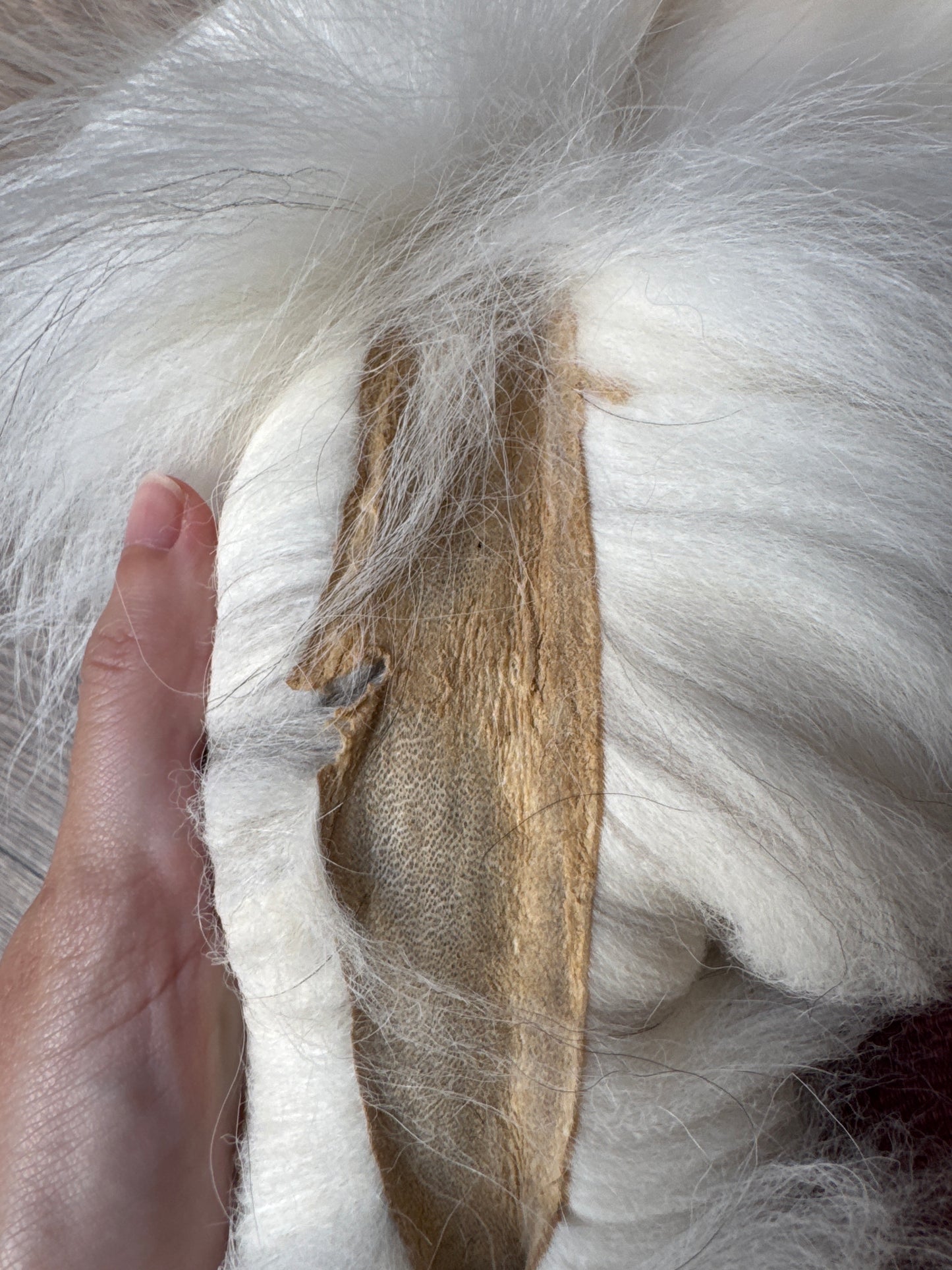 Cross Marble fox pelt (8)
