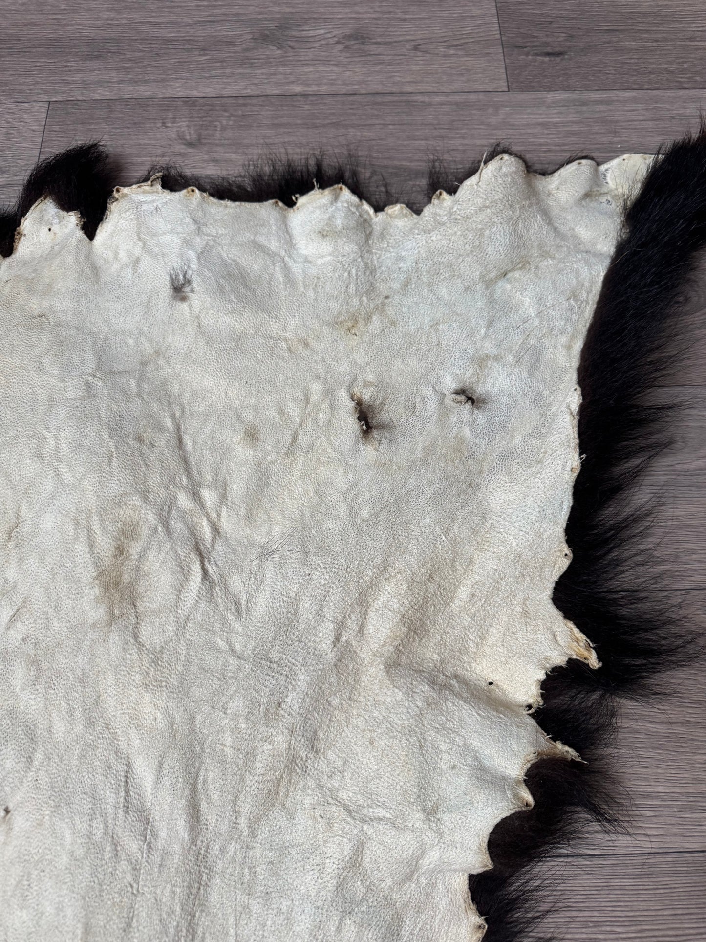 Black bear hide (3)