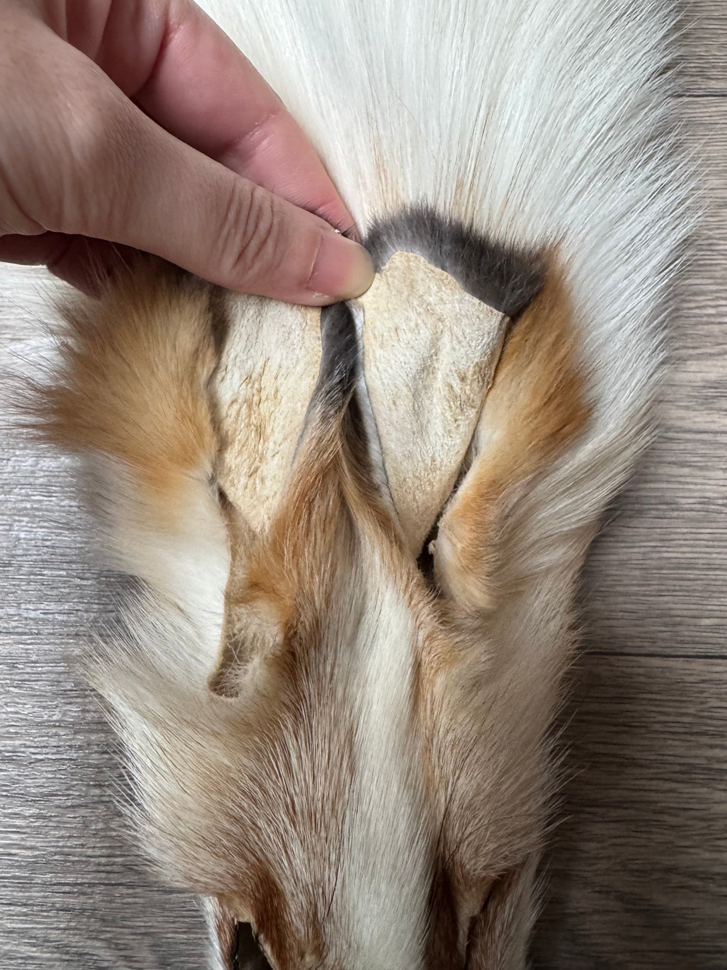 Gold Platinum fox pelt (1)