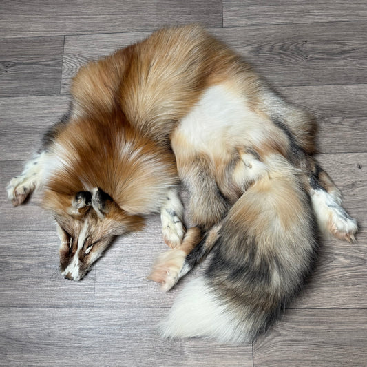 Female Gold Ringneck fox mountable pelt (tag 24)