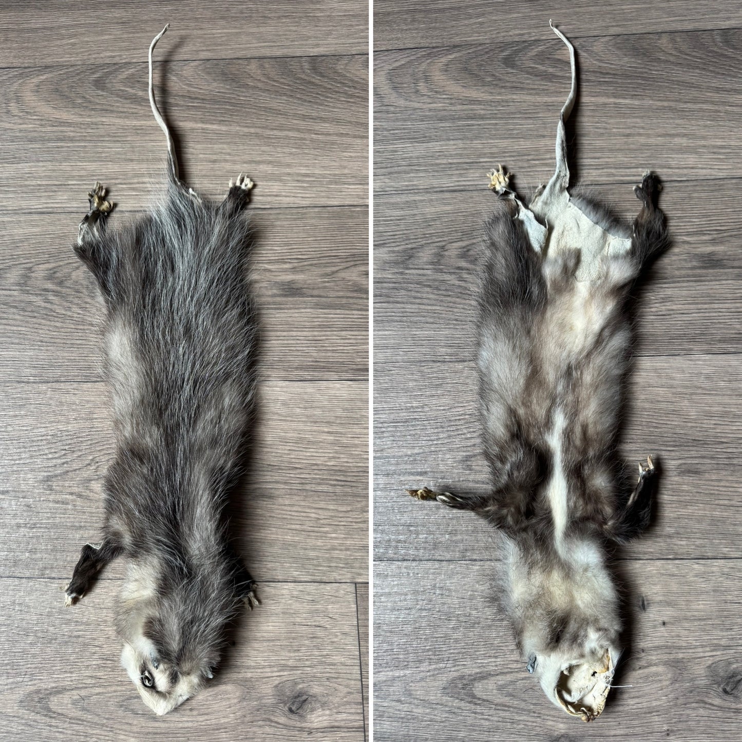 Male opossum mountable pelt (1)