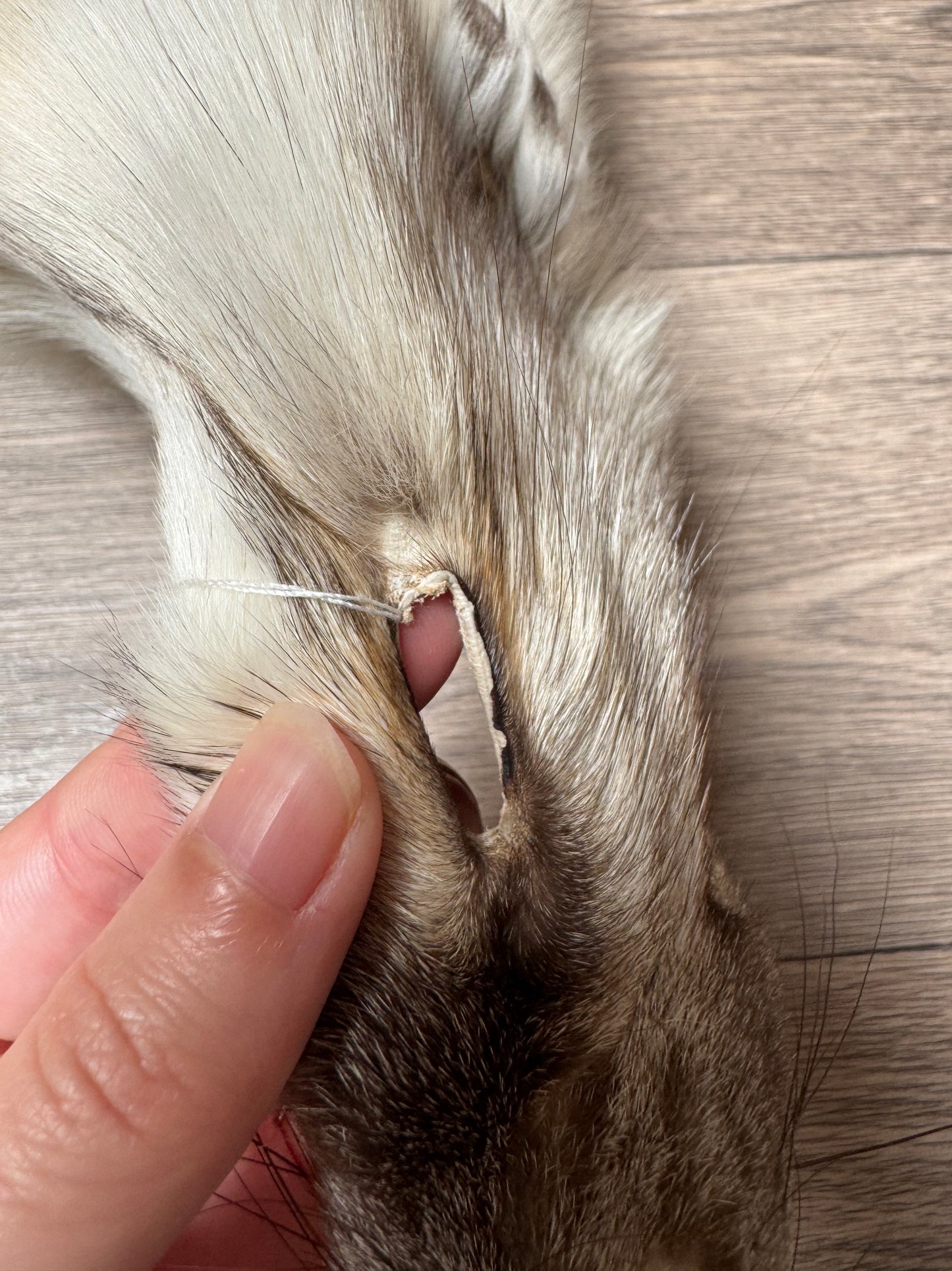 Fawn Light fox pelt (6)