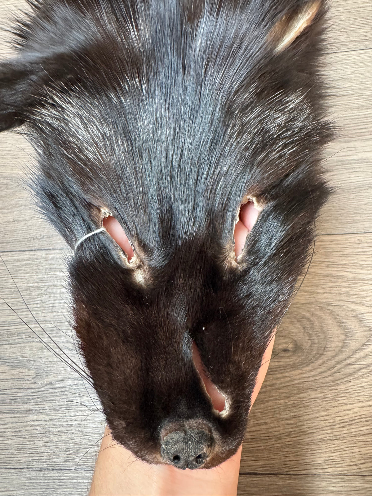 Silver fox pelt (25)