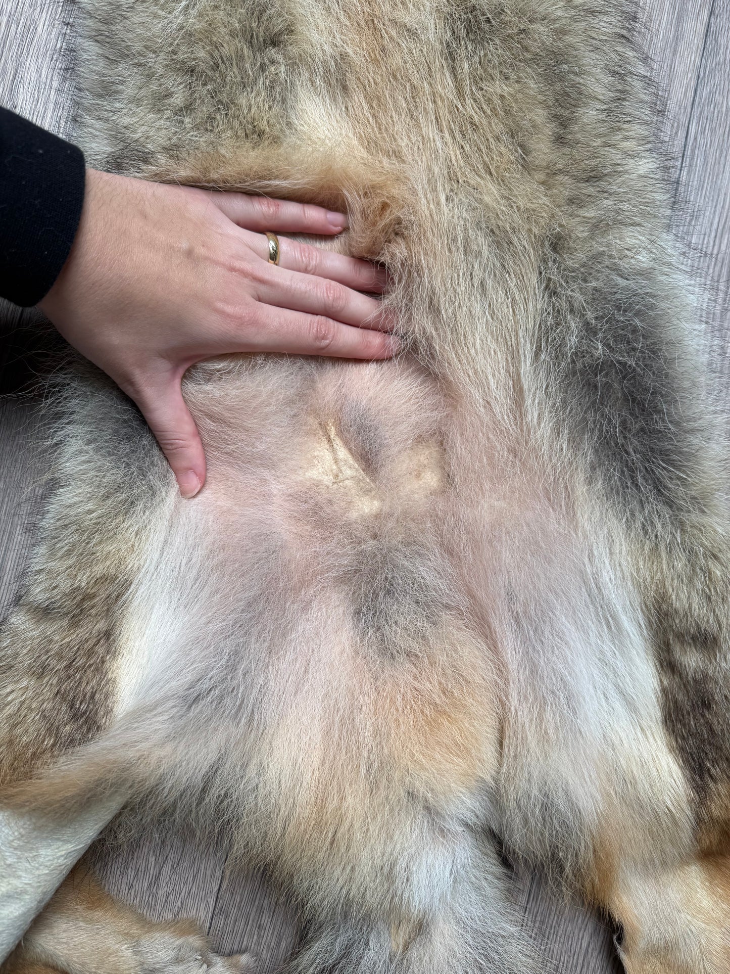Male coyote mountable pelt (13)