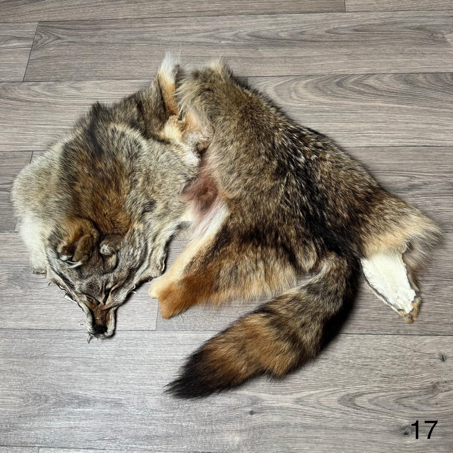 Coyote pelt (17)