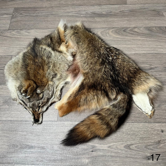 Coyote pelt (17)