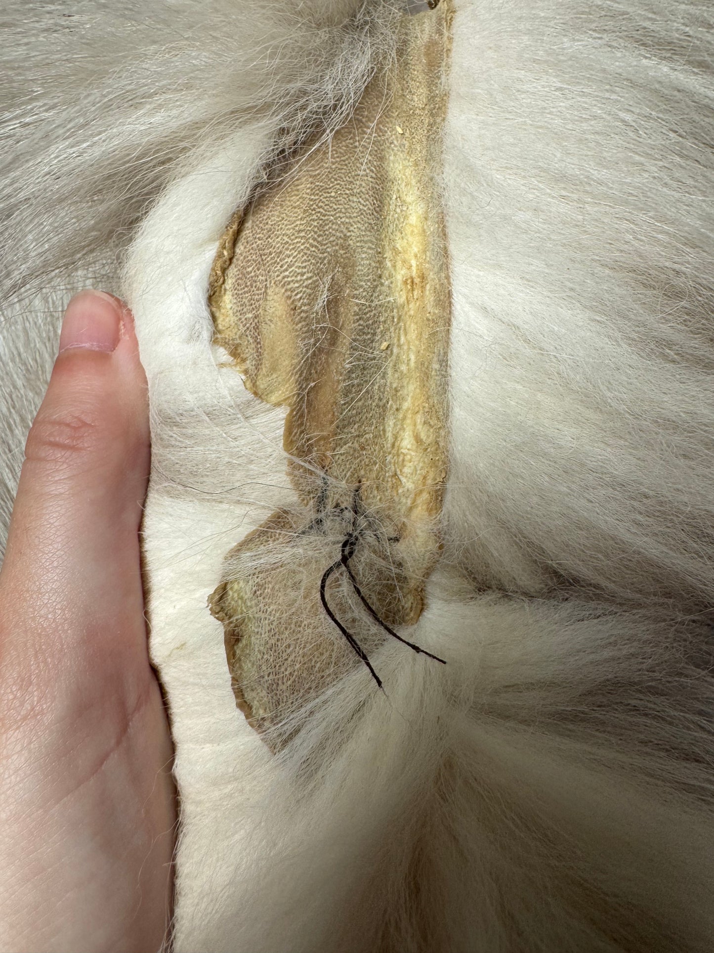 Amber fox pelt (8)