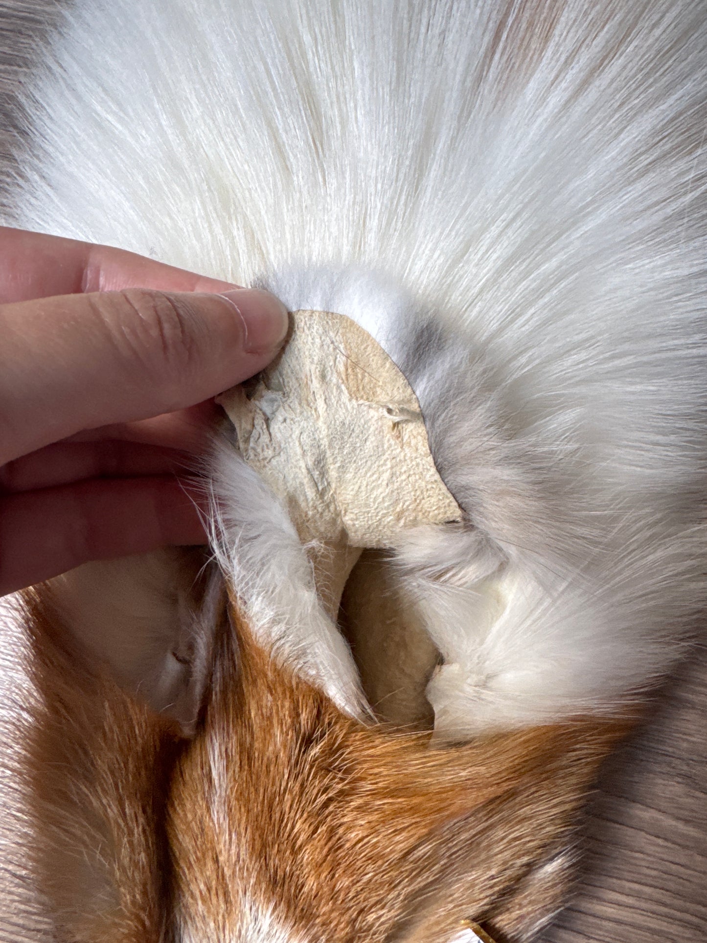 Sun Glow fox pelt (27)