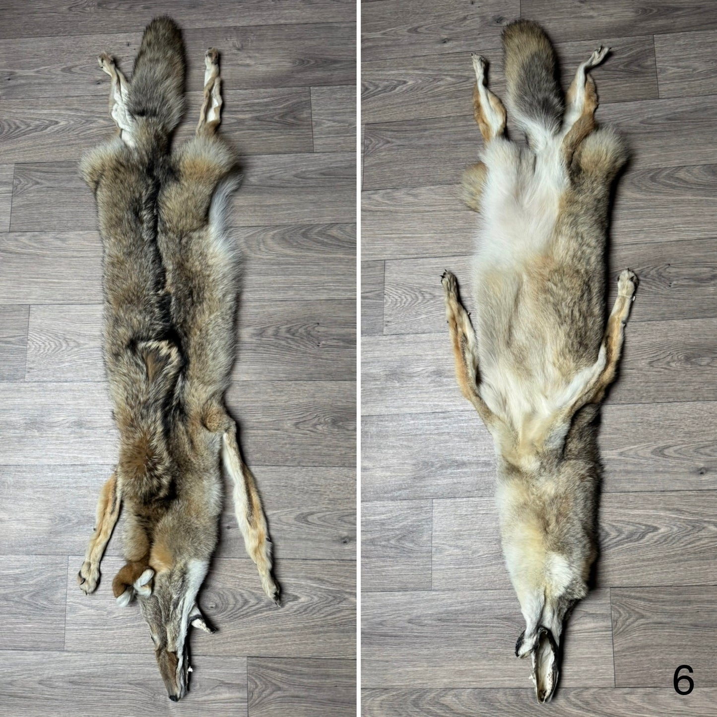 Female coyote mountable pelt (6)