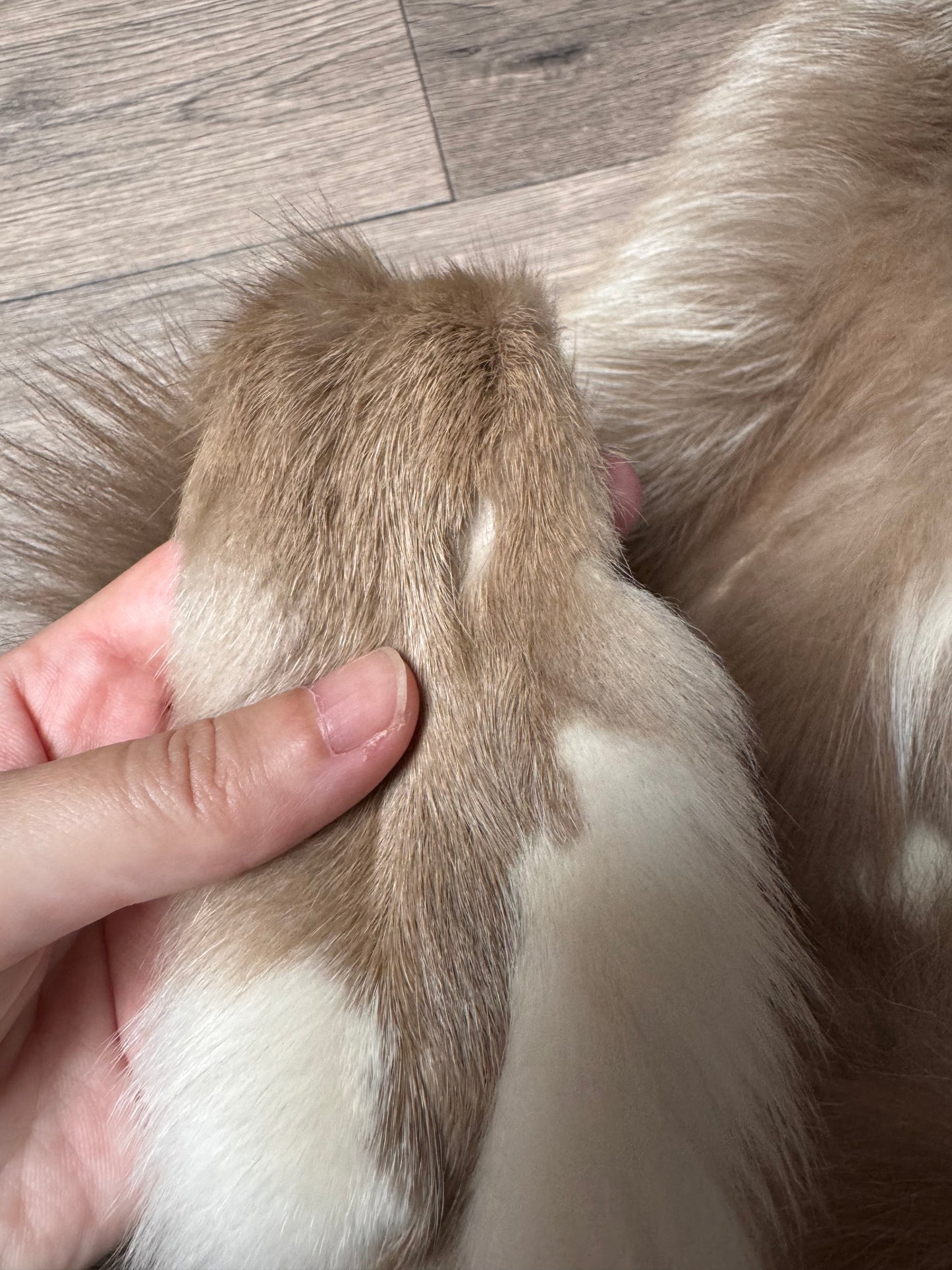 Amber fox pelt (5)