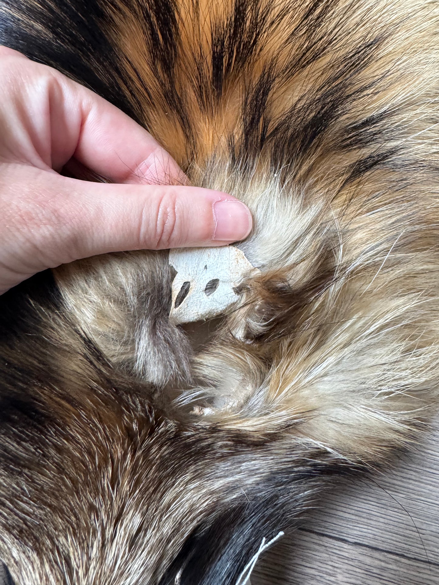 Tanuki pelt (8)