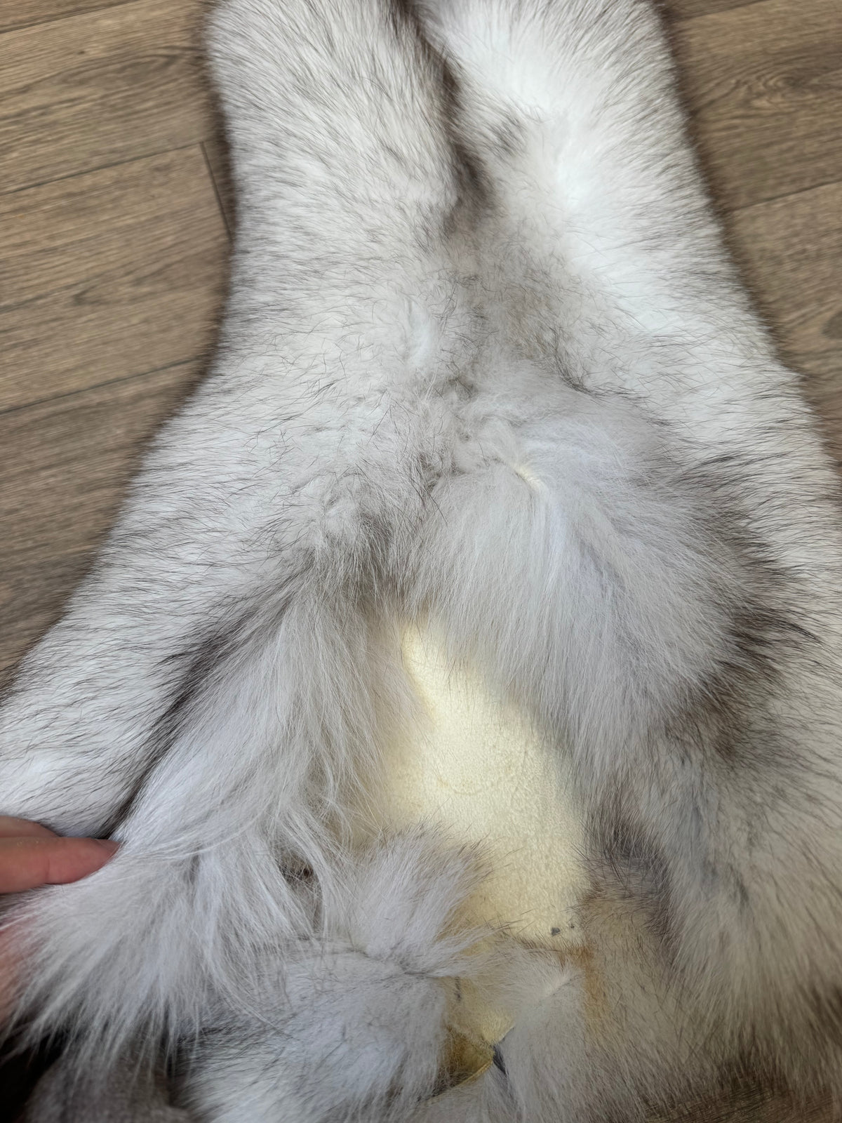 Blue fox pelt (2)