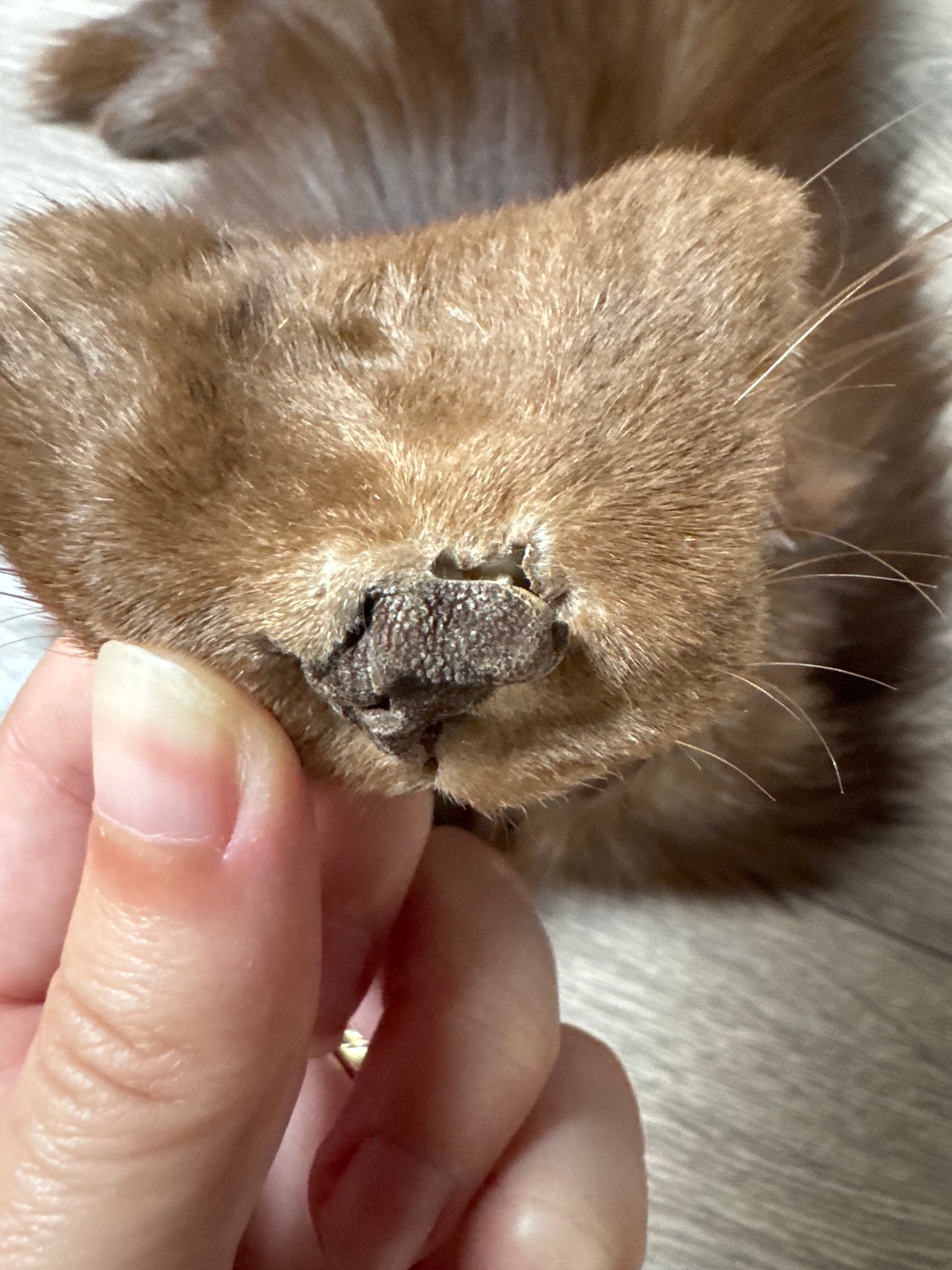 Burgundy fox pelt (12)