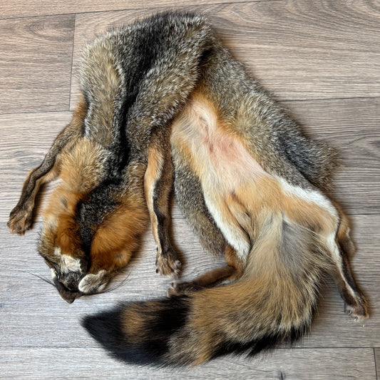 Female grey fox mountable pelt (23)
