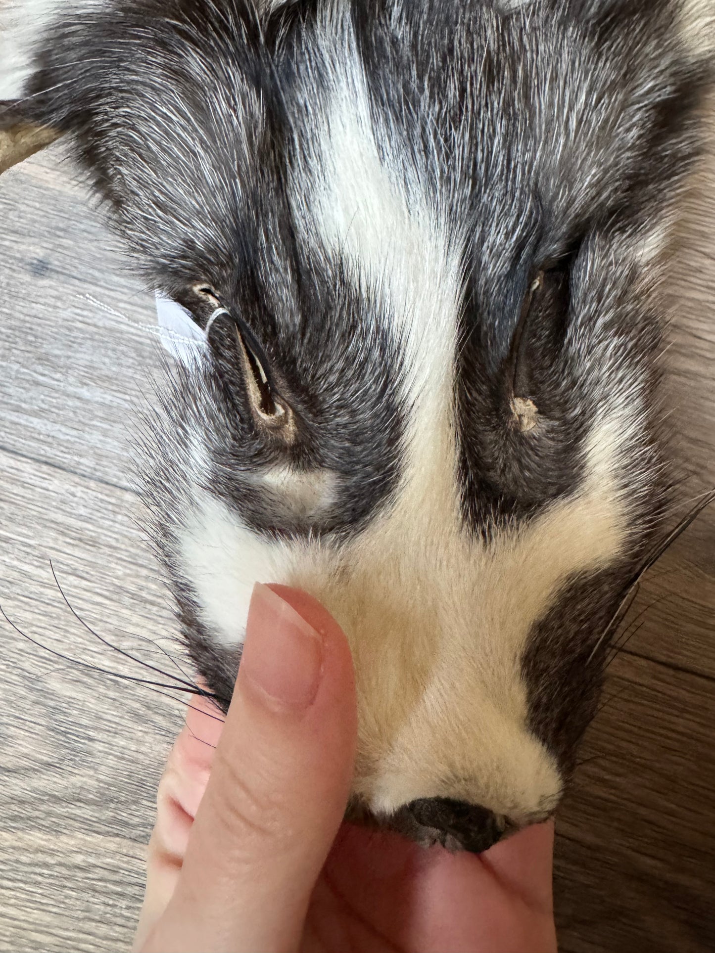 Marble Frost fox pelt (12)