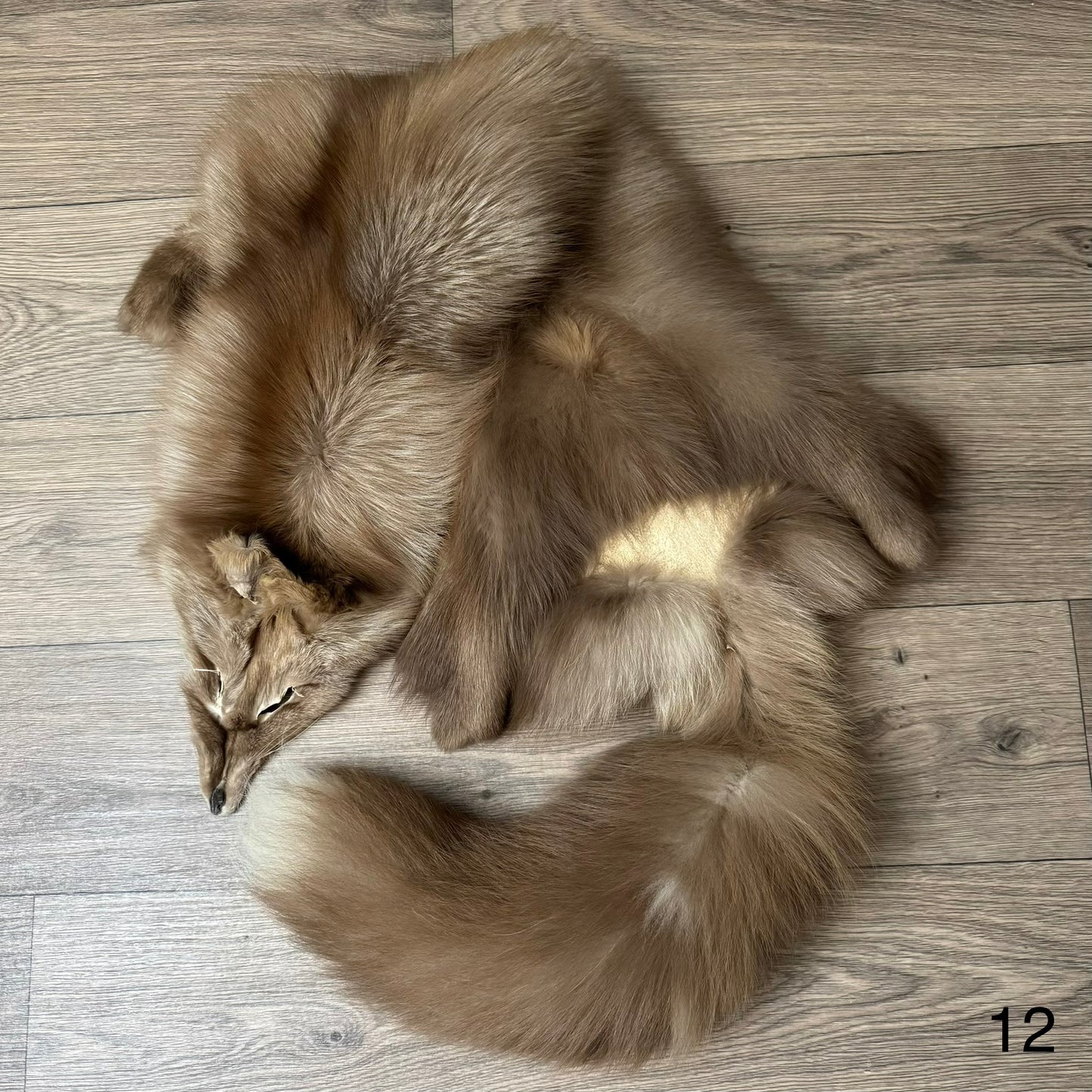 Polish Pastel fox pelt (12)