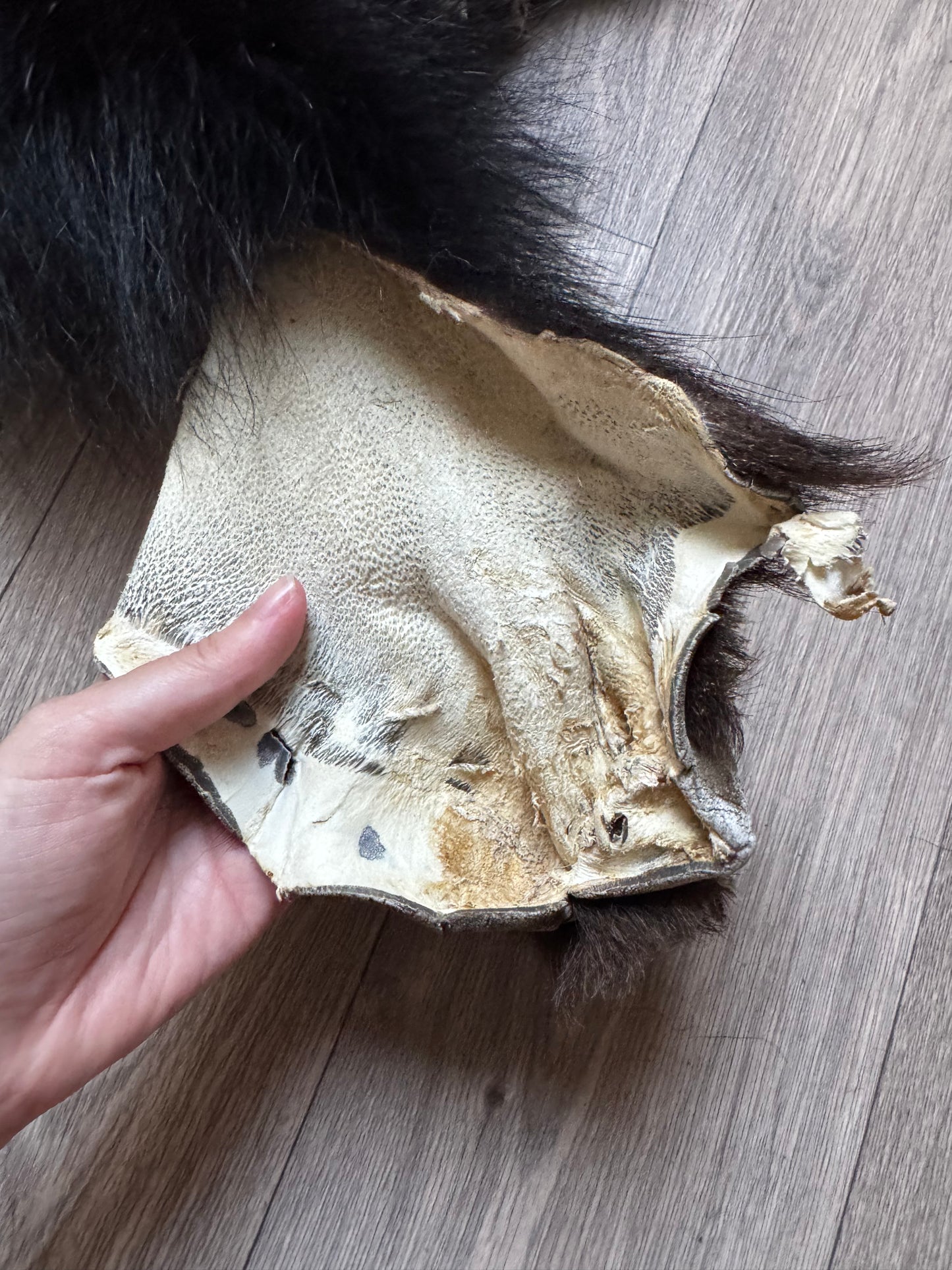 Black bear hide (3)
