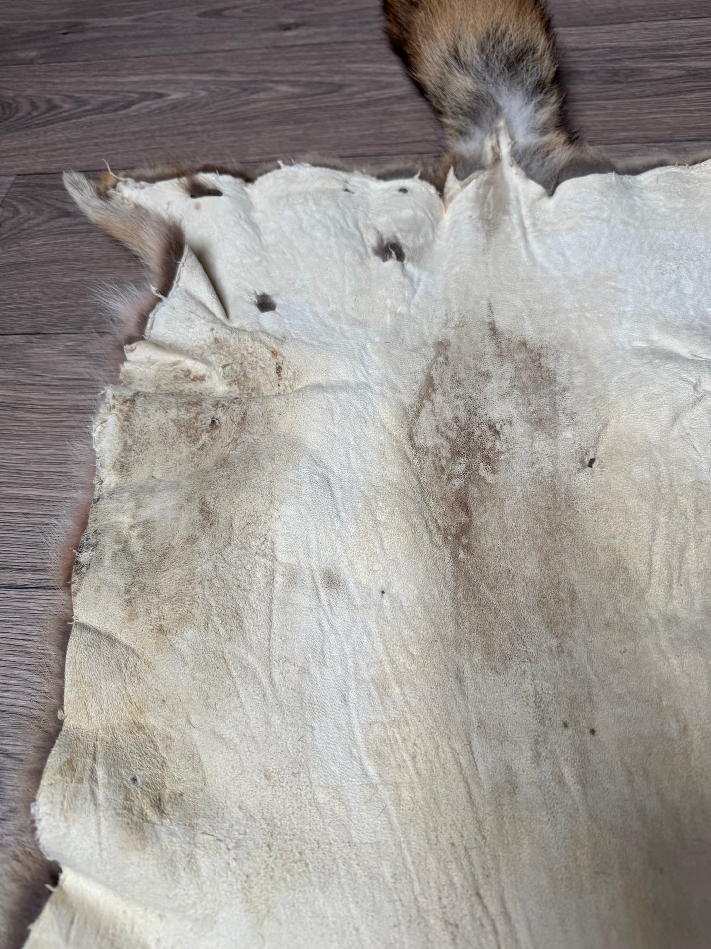 Coyote pelt (17)