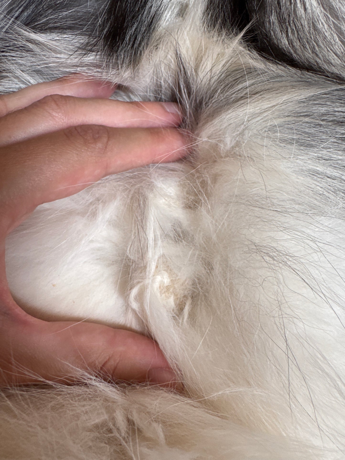 Platinum fox pelt (1)