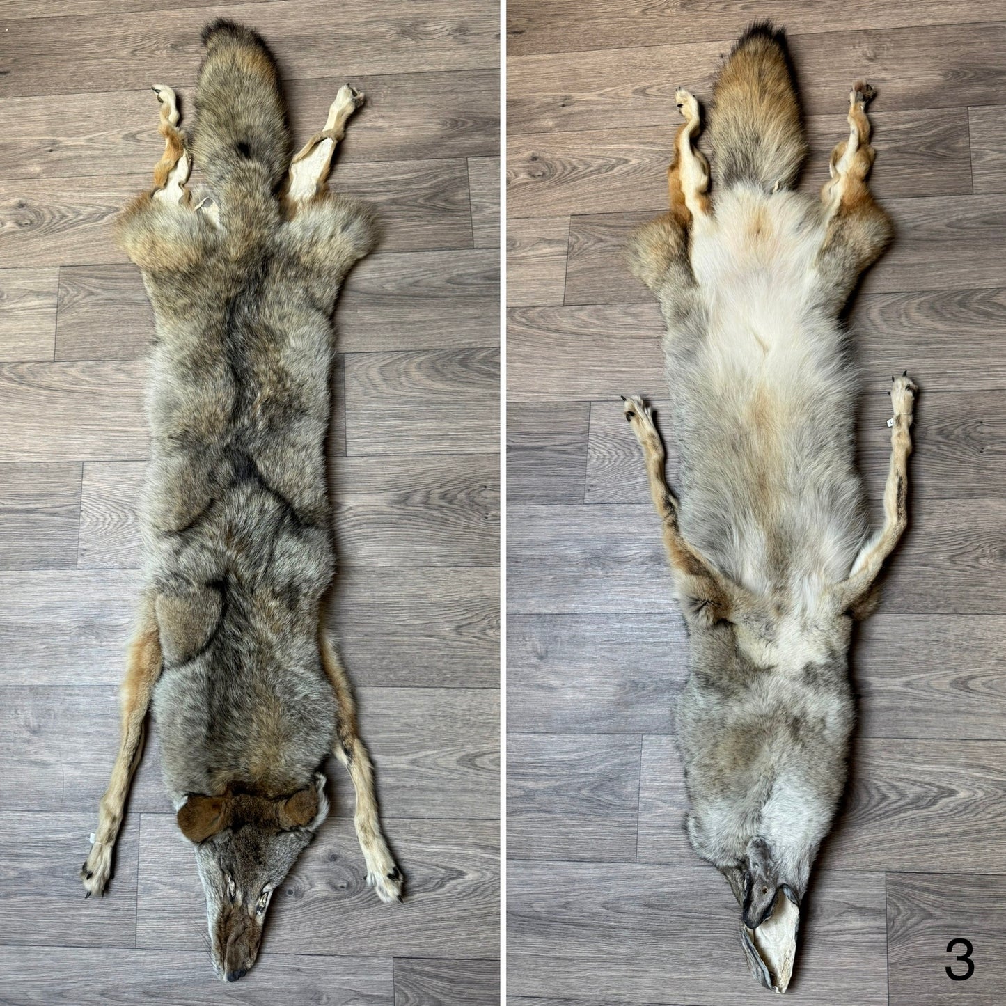 Male coyote mountable pelt (3)