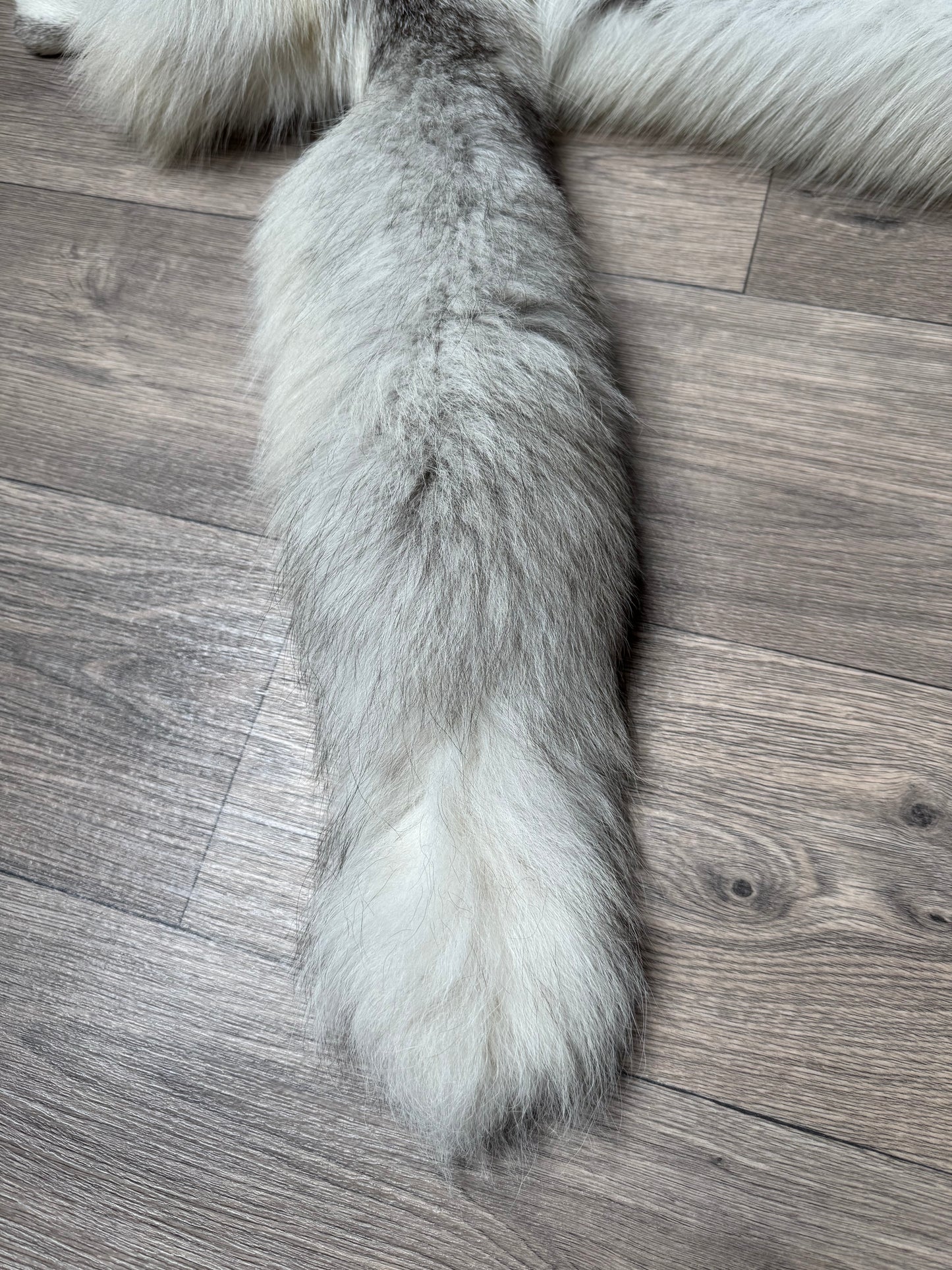 Fawn Light fox pelt (6)