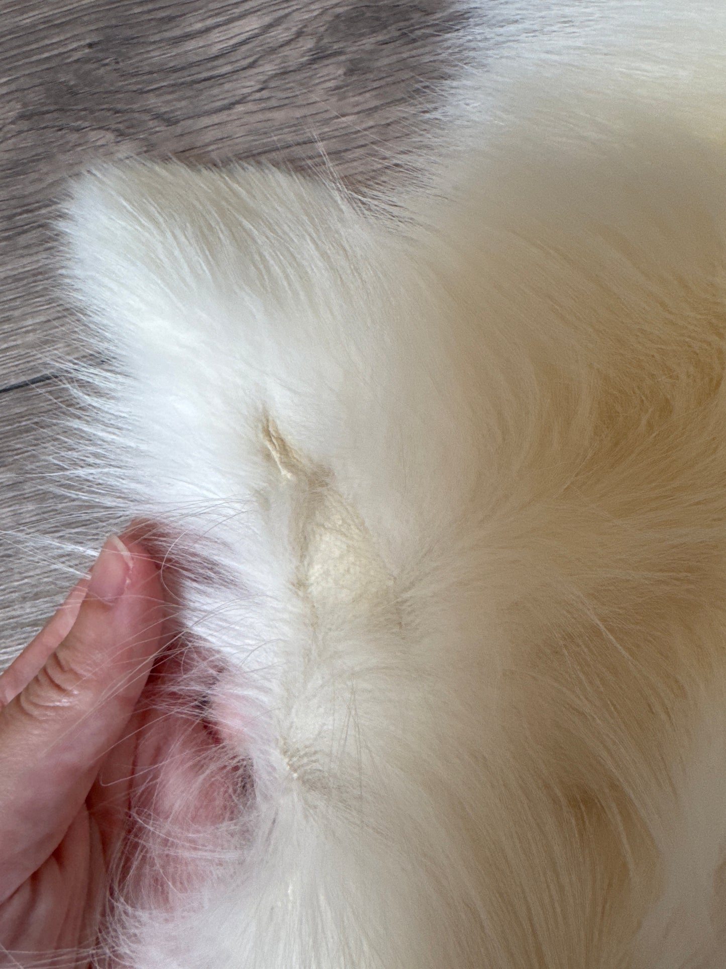 Sun Glow fox pelt (27)