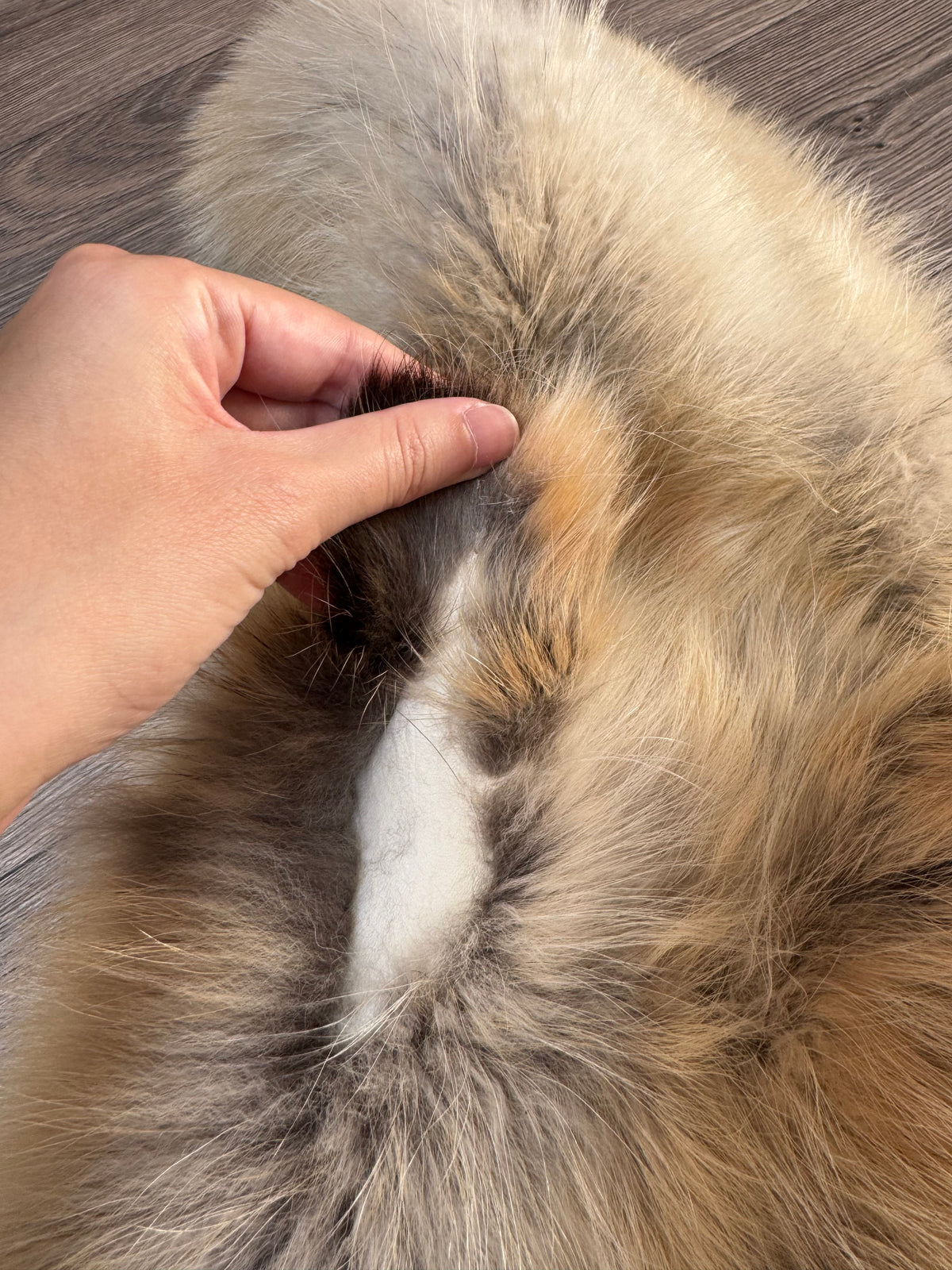 Arctic tanuki pelt (10)