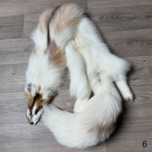 Sun Glow fox pelt (6)