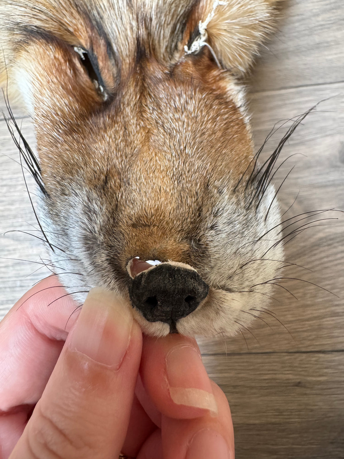 Gold fox pelt (14)