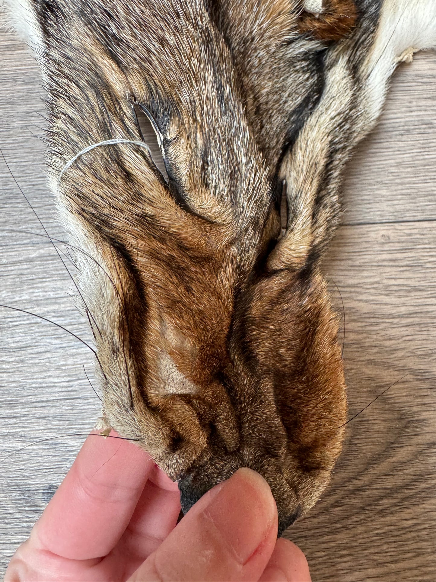 Coyote pelt (1)