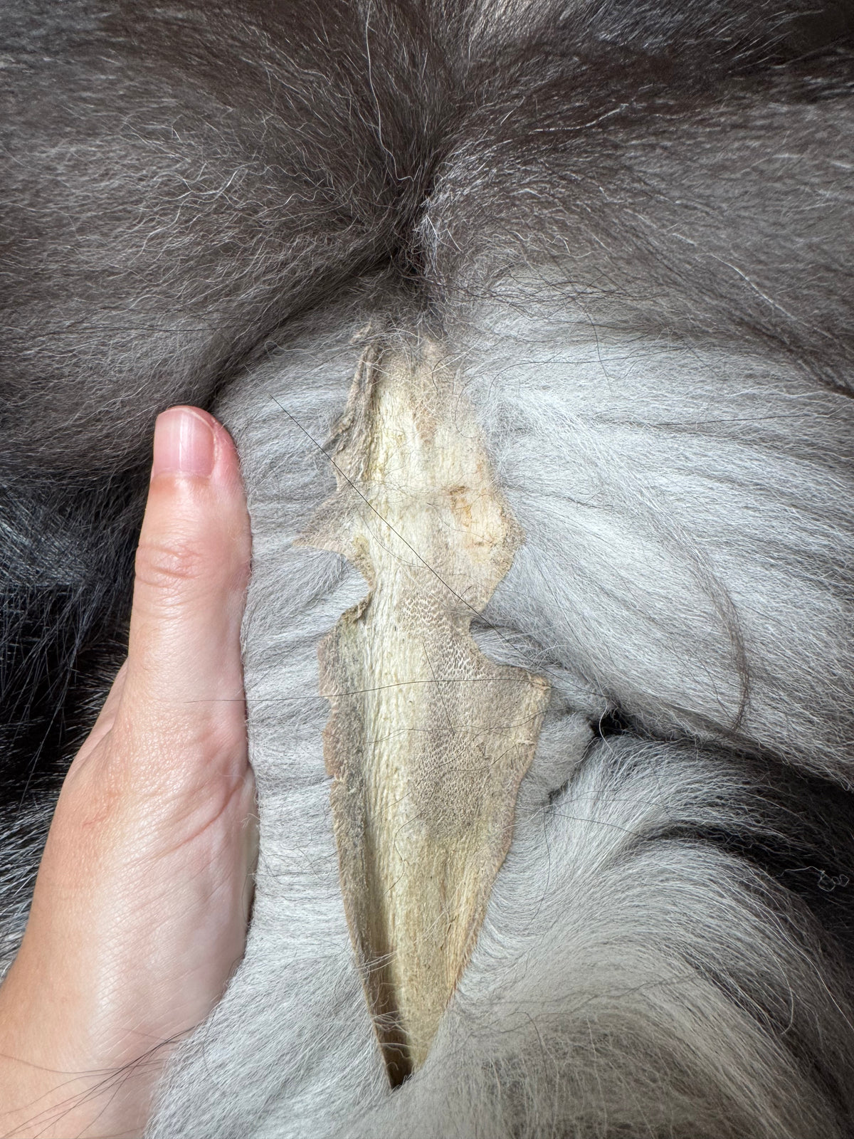 Silver fox pelt (14)