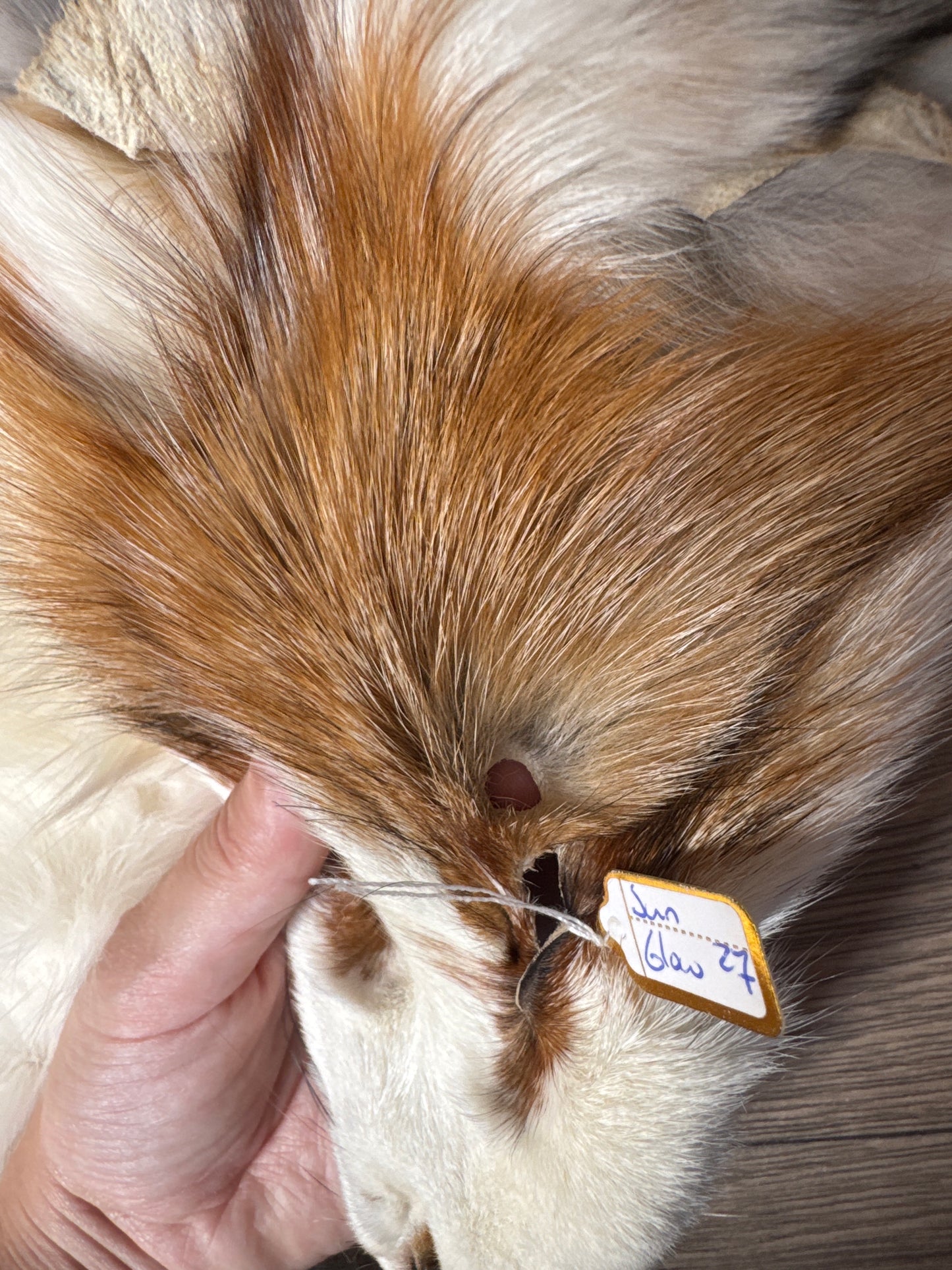 Sun Glow fox pelt (27)