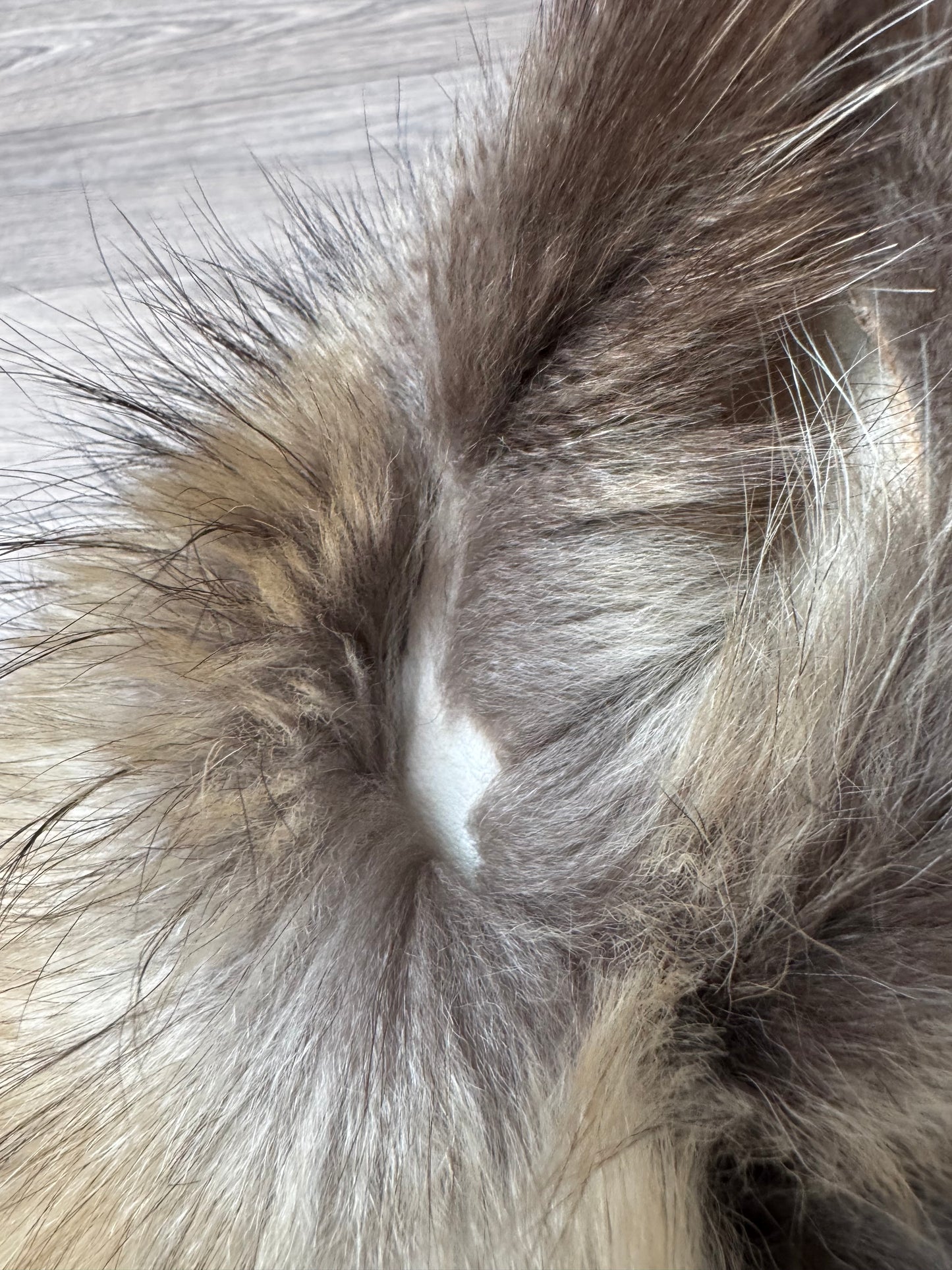Tanuki pelt (8)