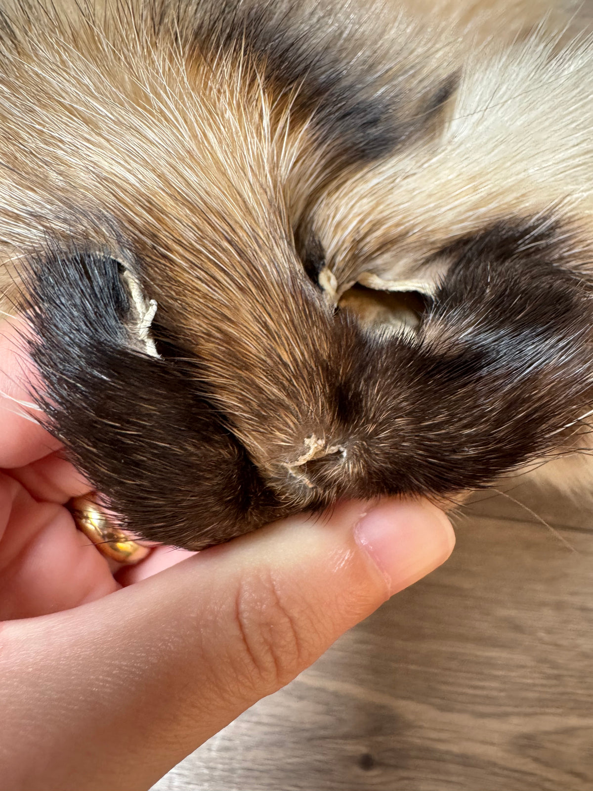 Arctic tanuki pelt (1)