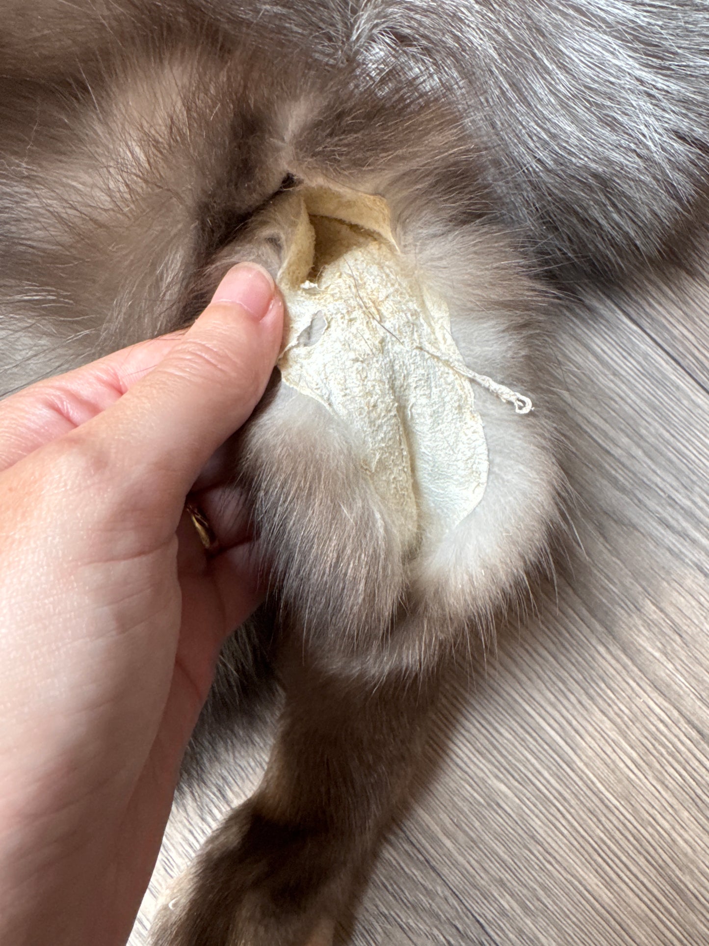 Male Polish Pastel mountable pelt (tag 25)