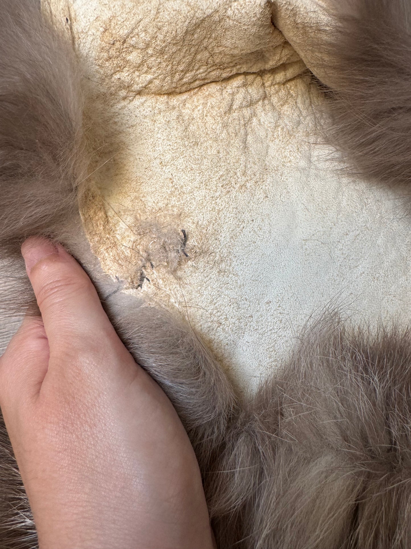 Polish Pastel fox pelt (13)