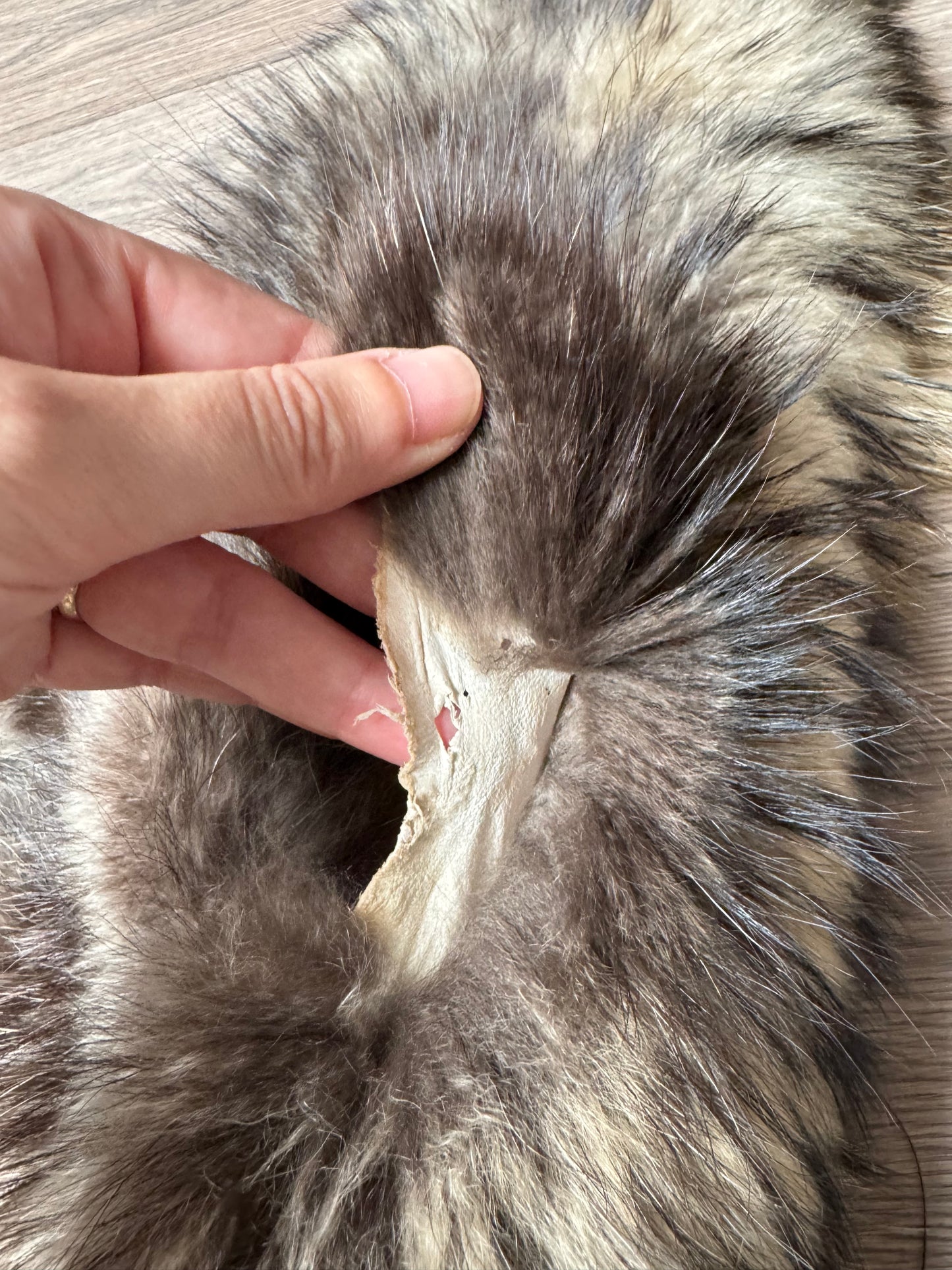 Tanuki pelt (6)
