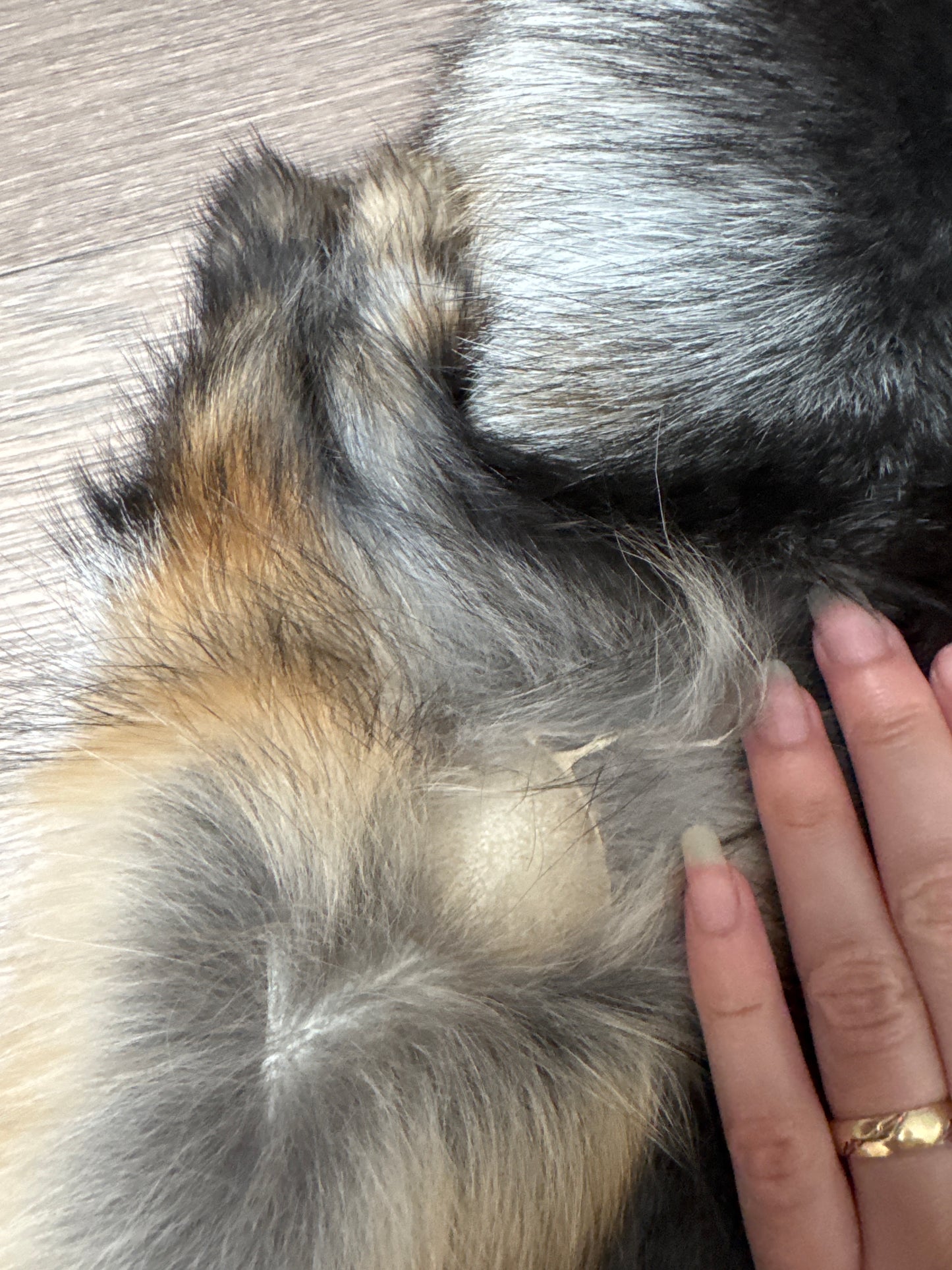 Smokey fox pelt (1)
