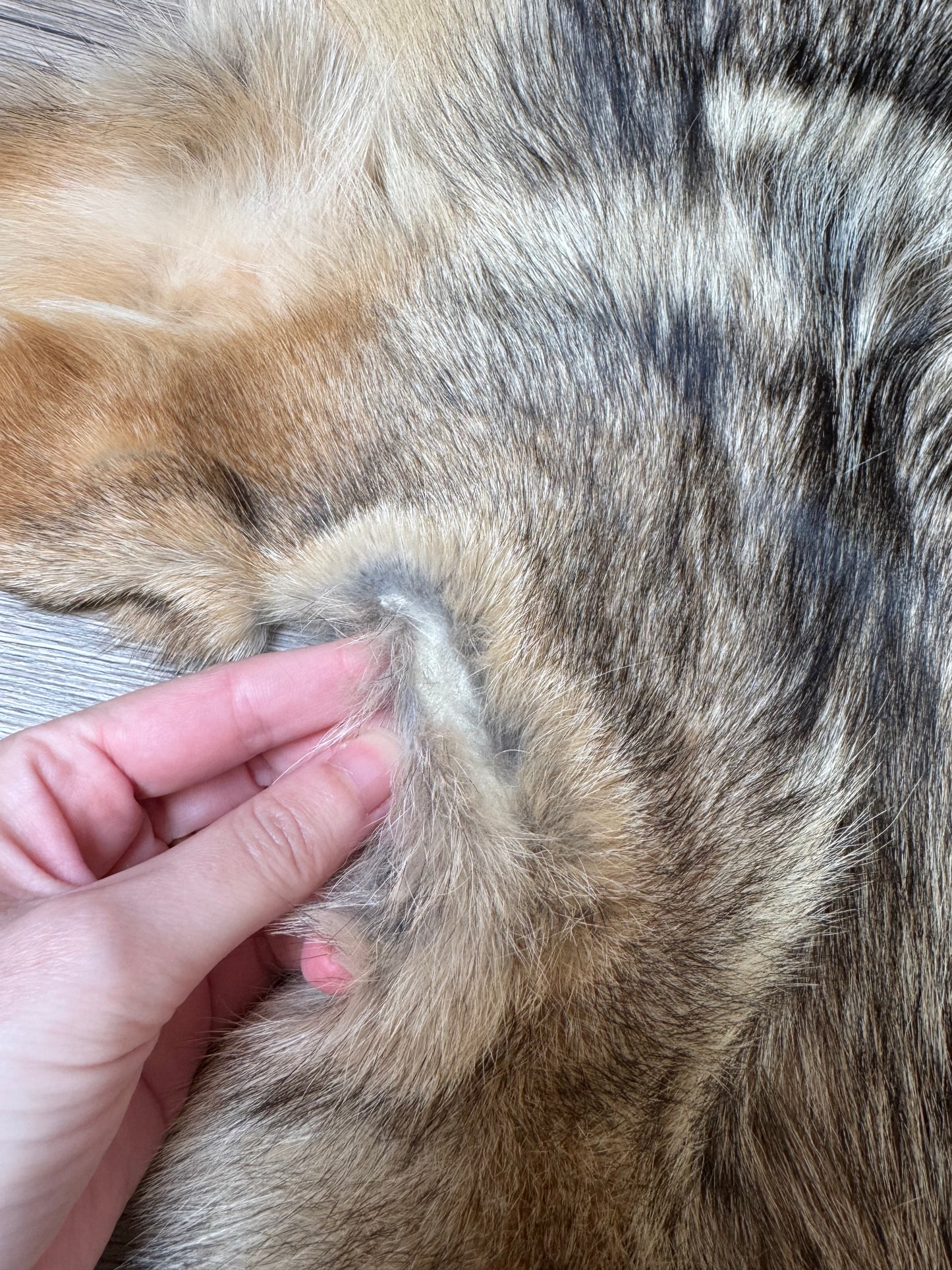 Coyote pelt (1)
