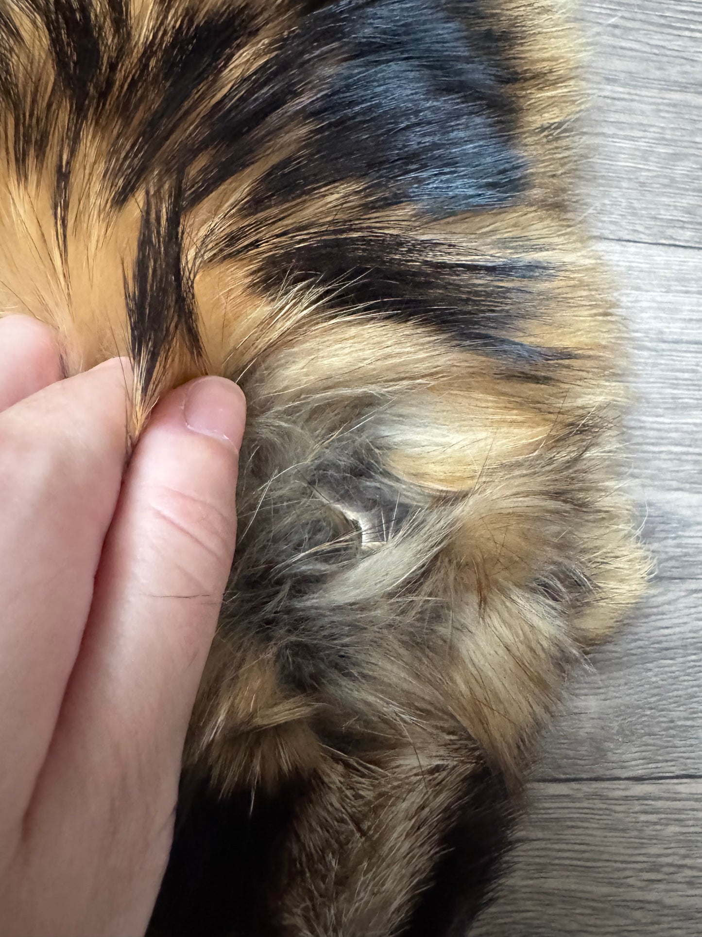 Tanuki pelt (4)