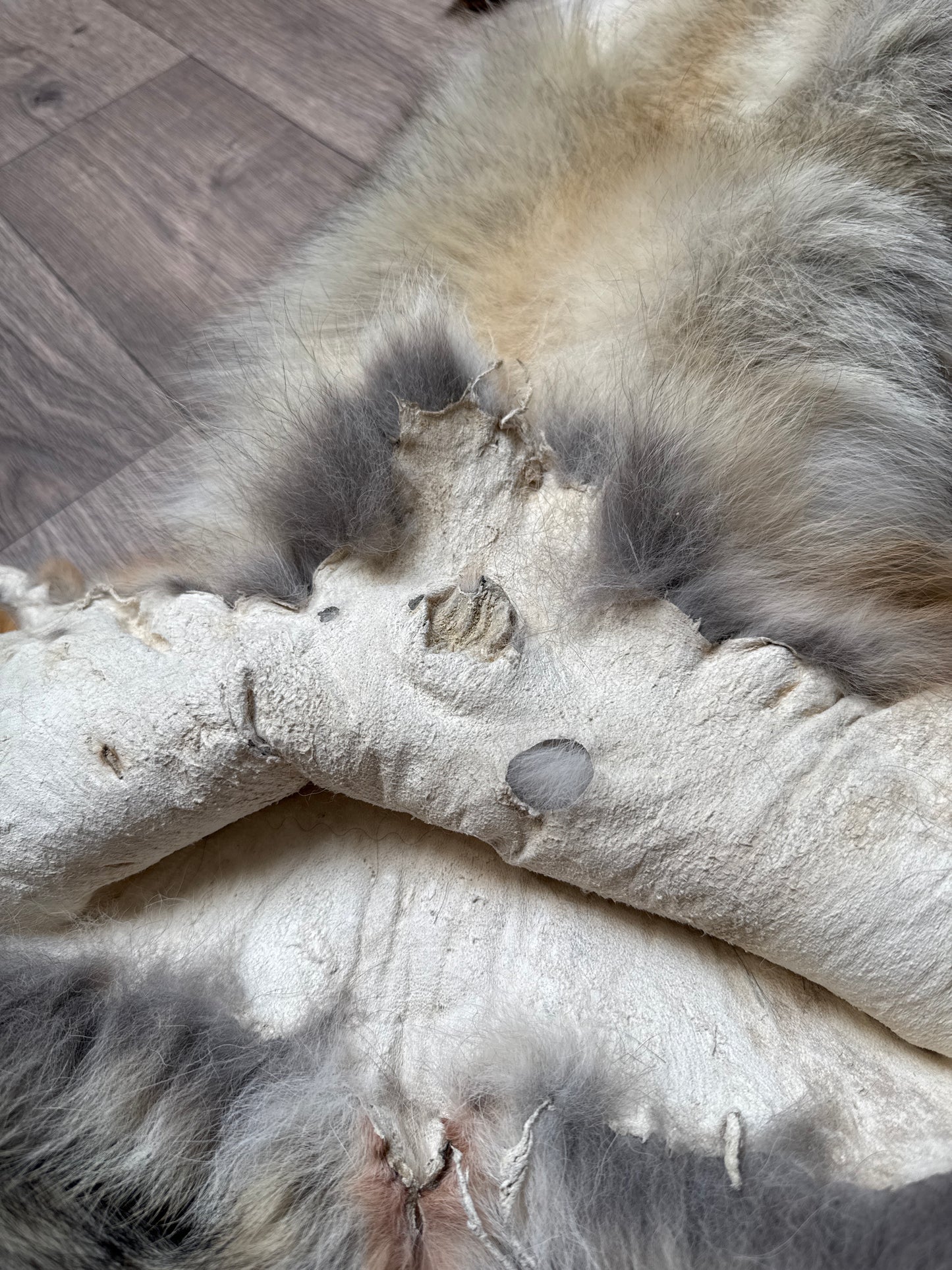 Male coyote mountable pelt (3)