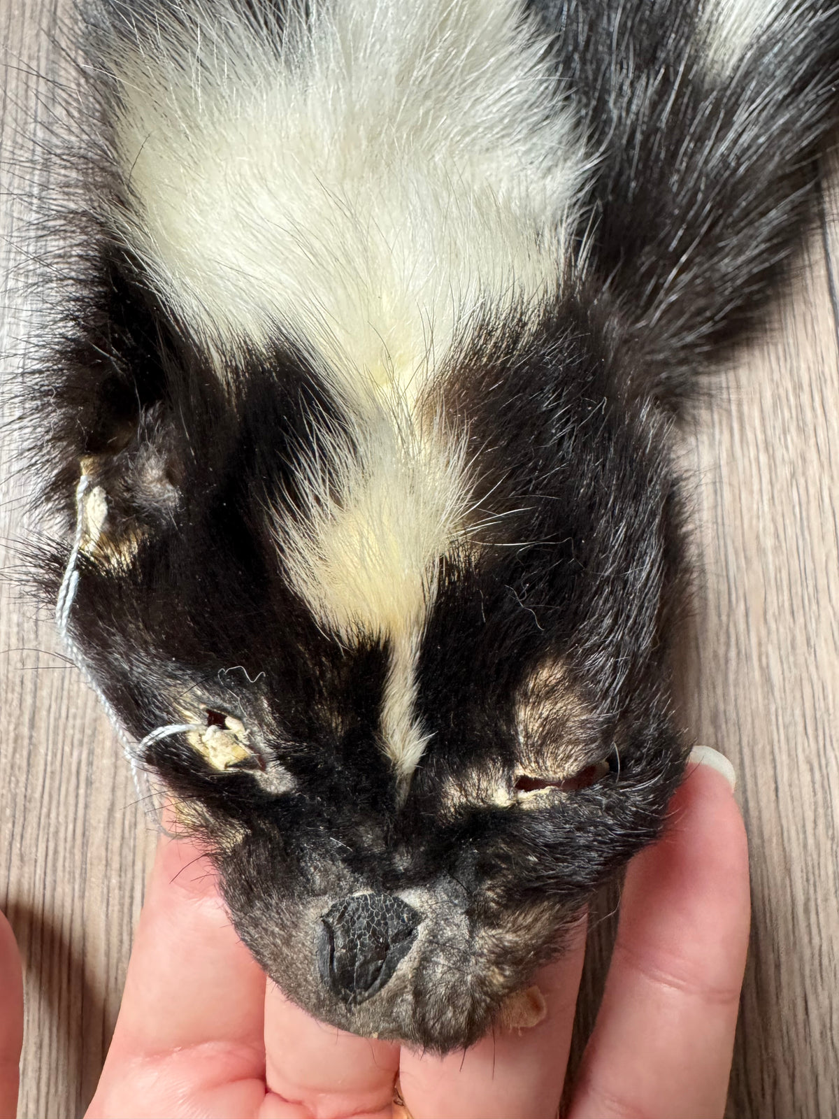 Skunk pelt (1)