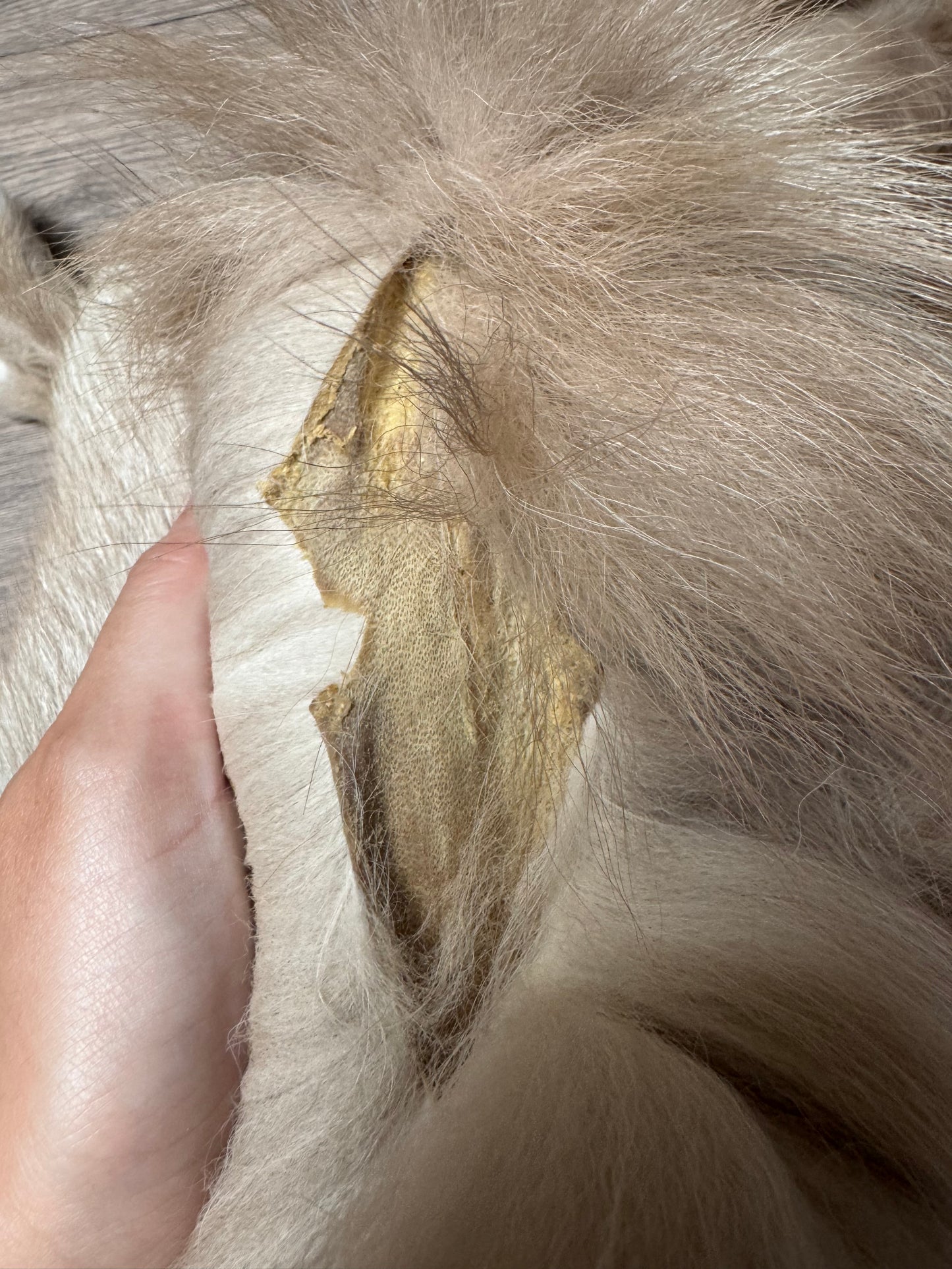 Amber fox pelt (5)