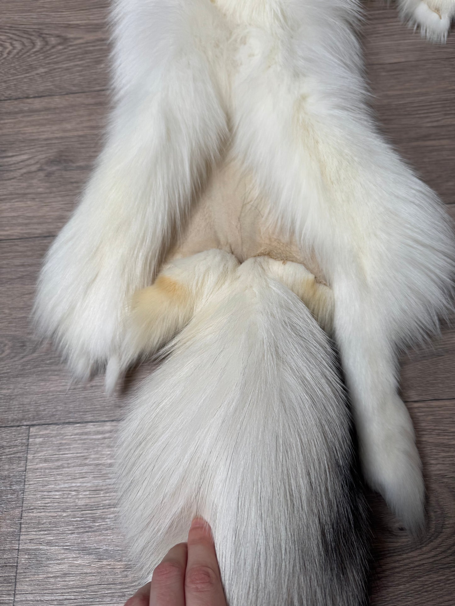 Sun Glow fox pelt (23)