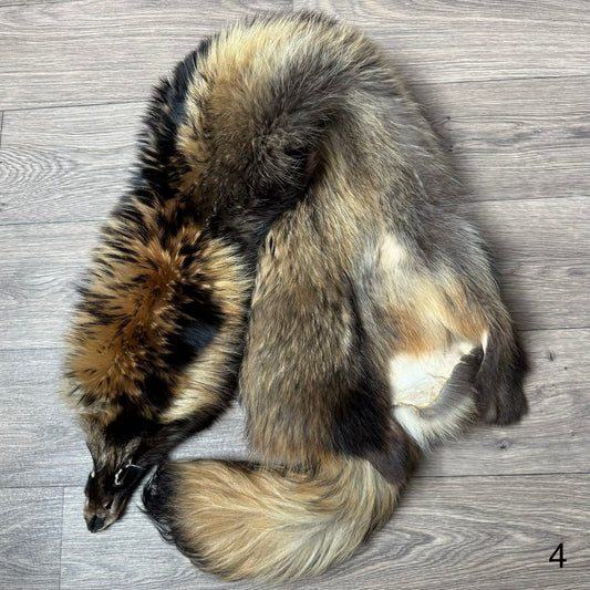 Tanuki pelt (4)