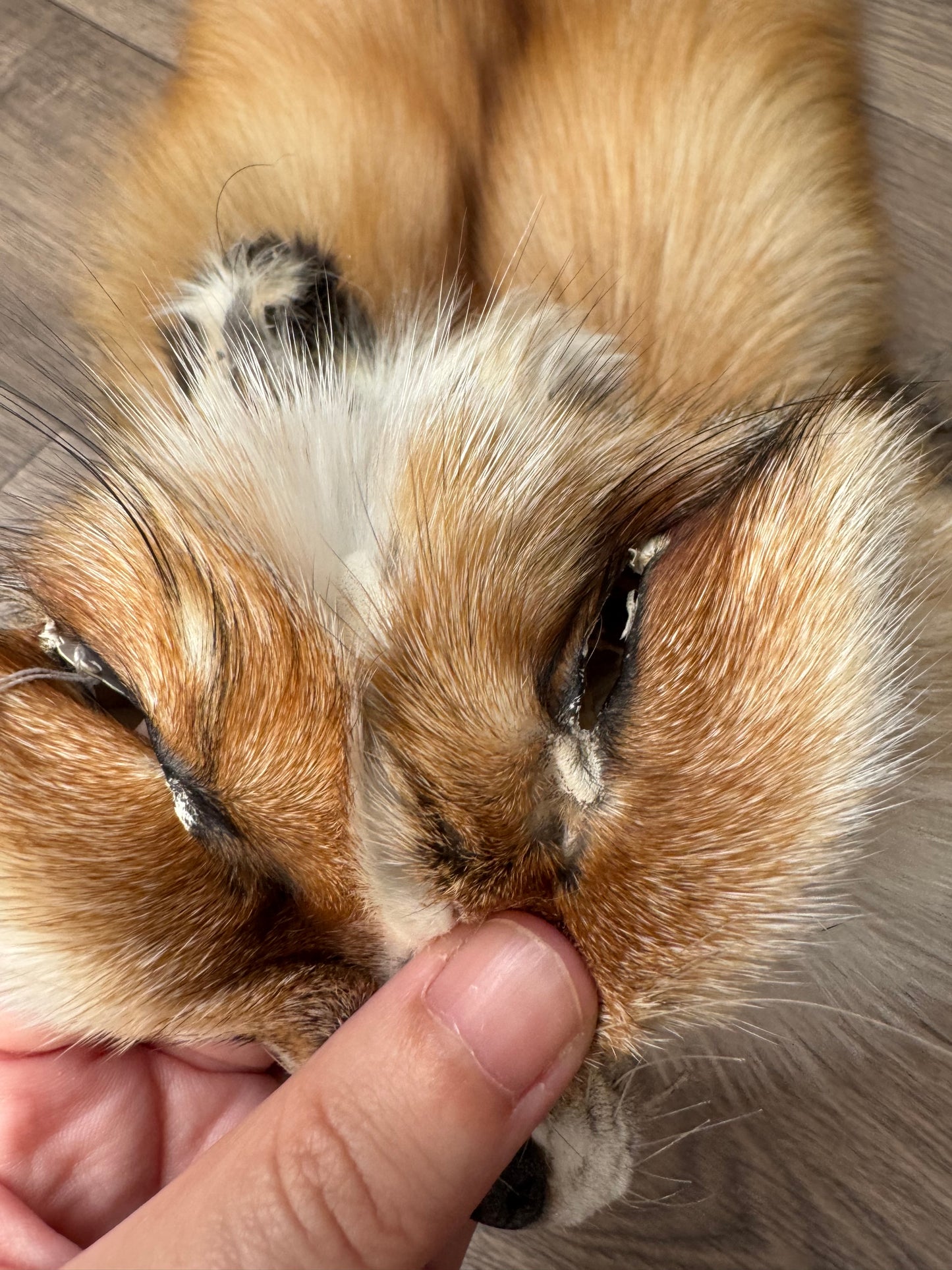 Gold Ringneck fox pelt (2)