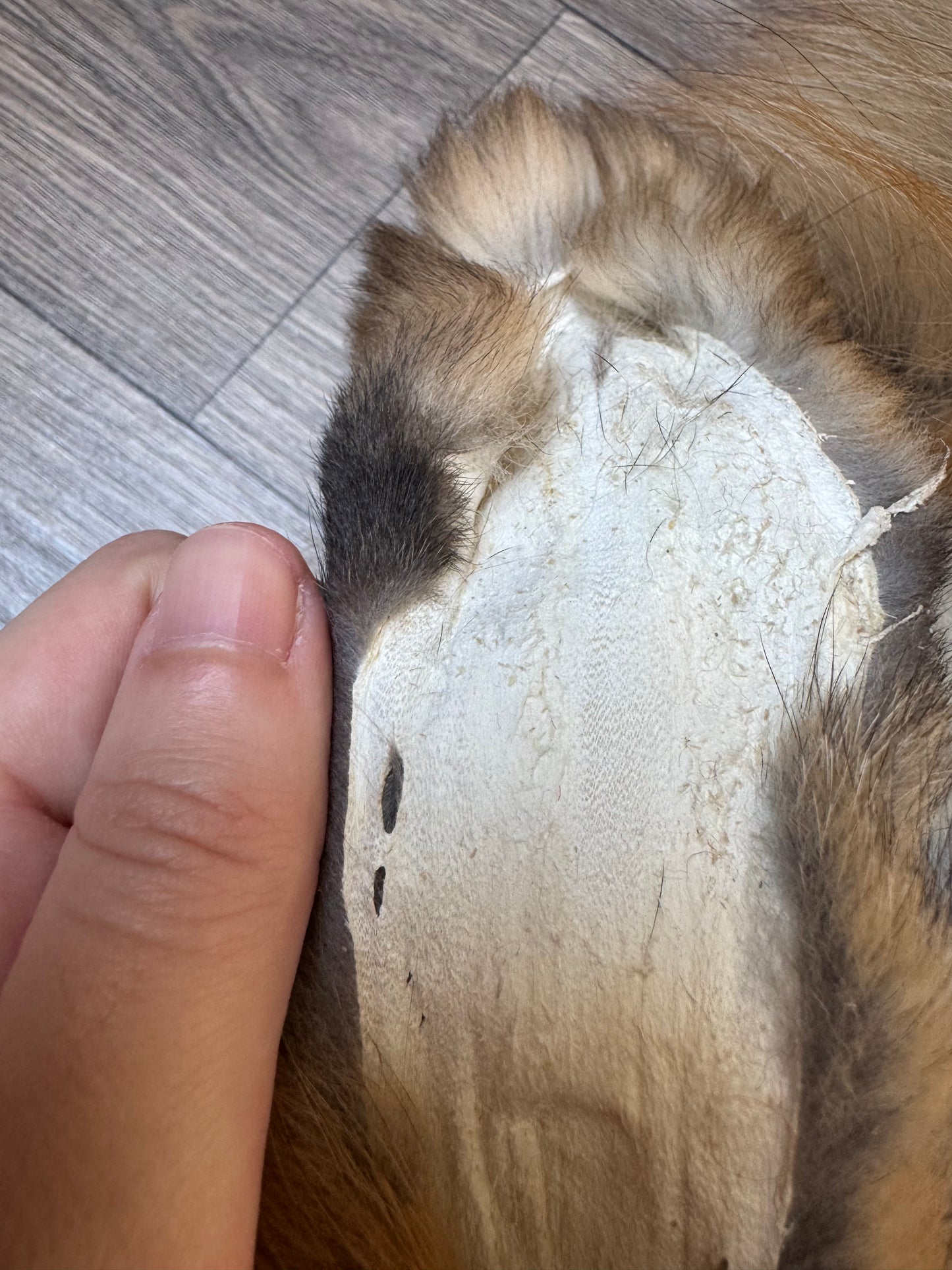 Male Gold fox mountable pelt (tag 73)