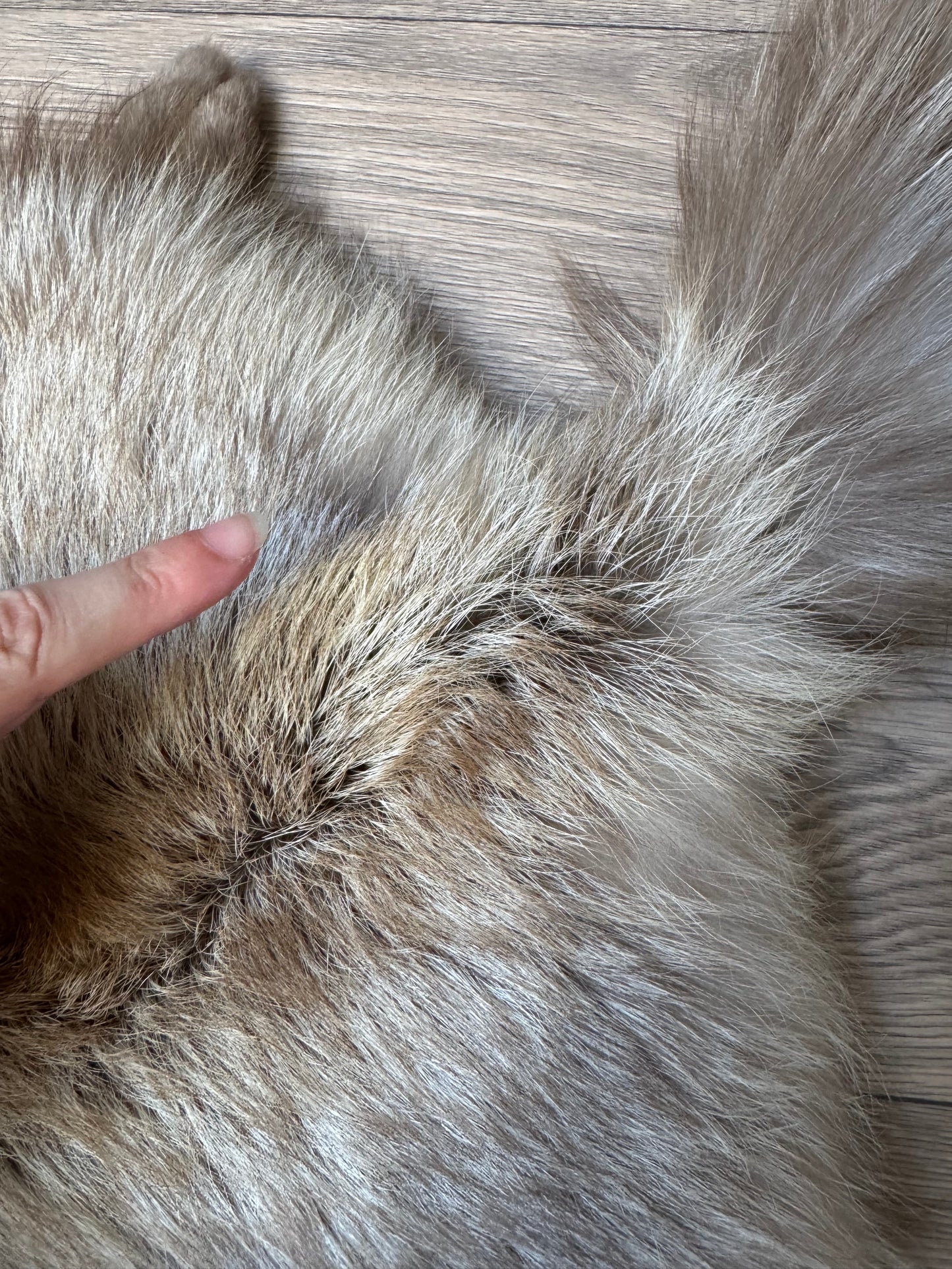 Polish Pastel fox pelt (14)